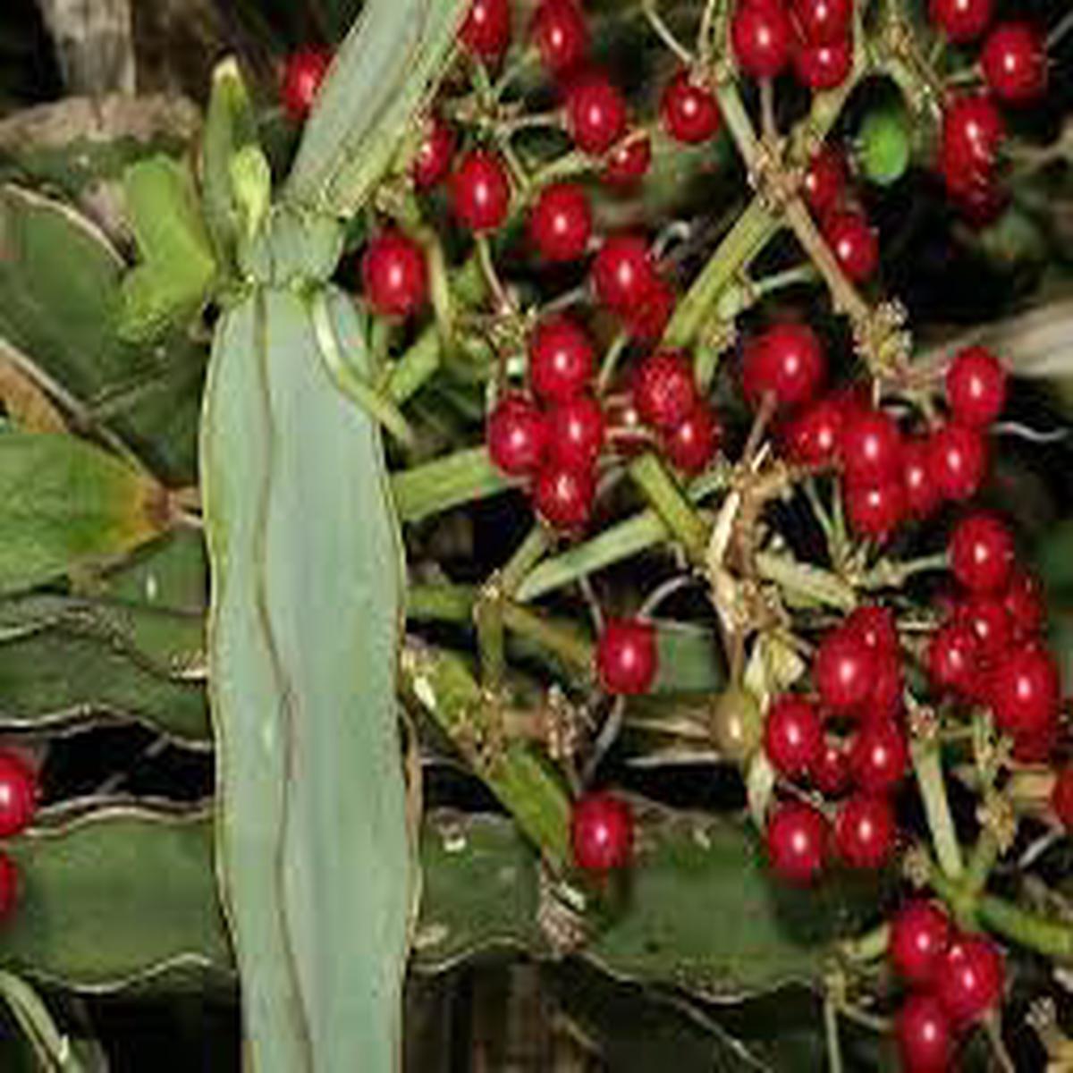 Cissus Fruit Seeds for Planting | Heirloom Non-GMO Organic Seeds for Hardy Tropical Vining Fruits