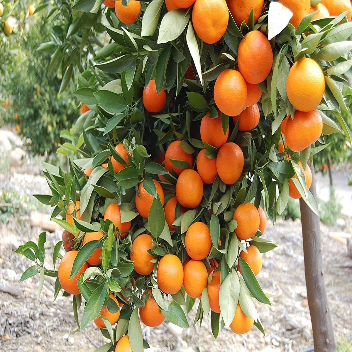 Dark Orange Fruit Seeds for Planting  GMO Free, Heirloom, High Germination Organic Garden Seeds for Home Garden
