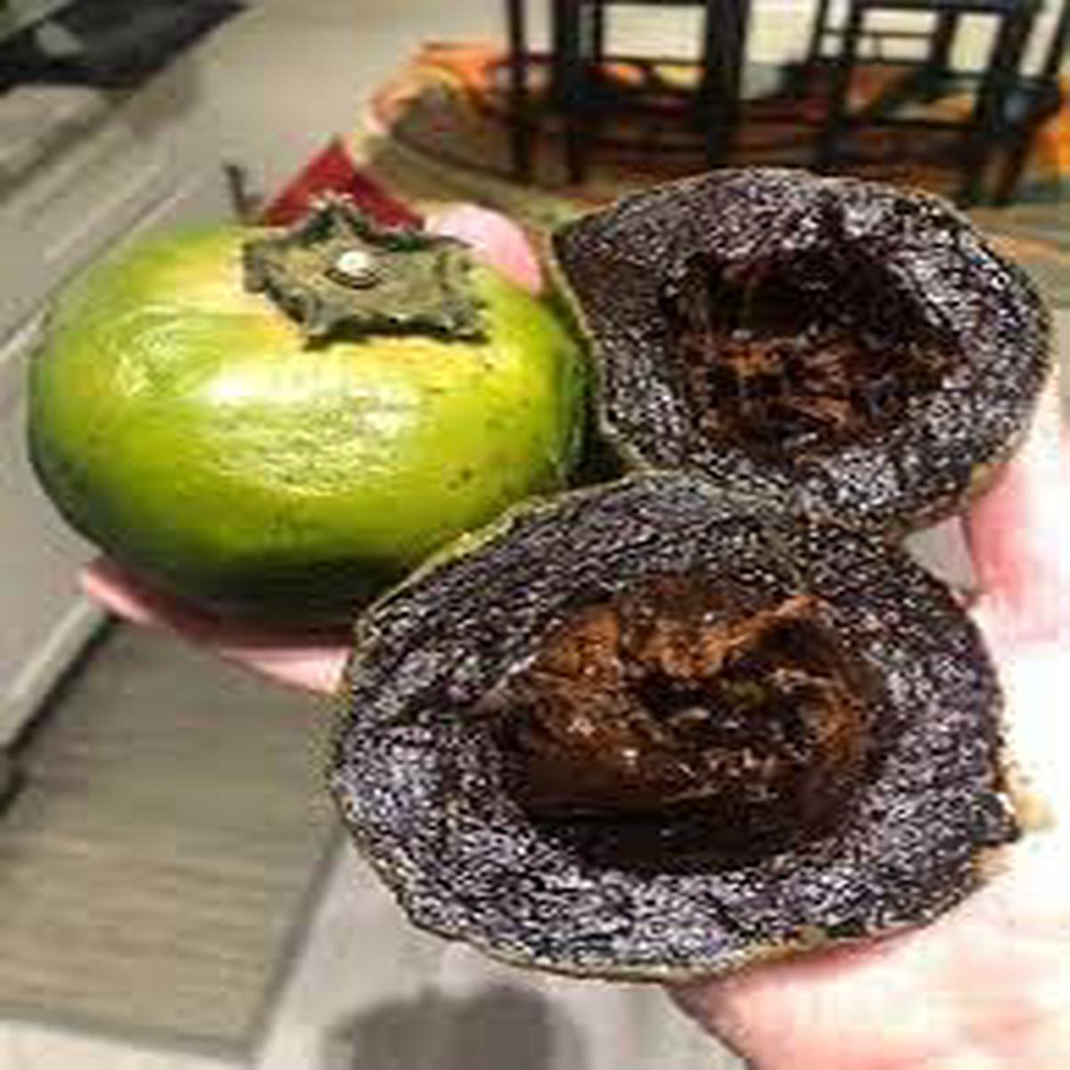 Digyna Fruit Seeds  Grow Sweet & Exotic Fruit Trees