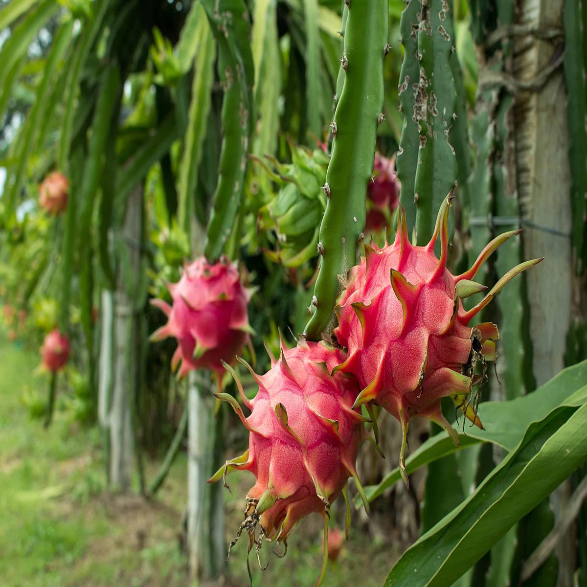 Dragon Cactus Fruit Seeds for Planting Grow Colorful Fruits at Home, Heirloom & Non-GMO, High Germination Seeds