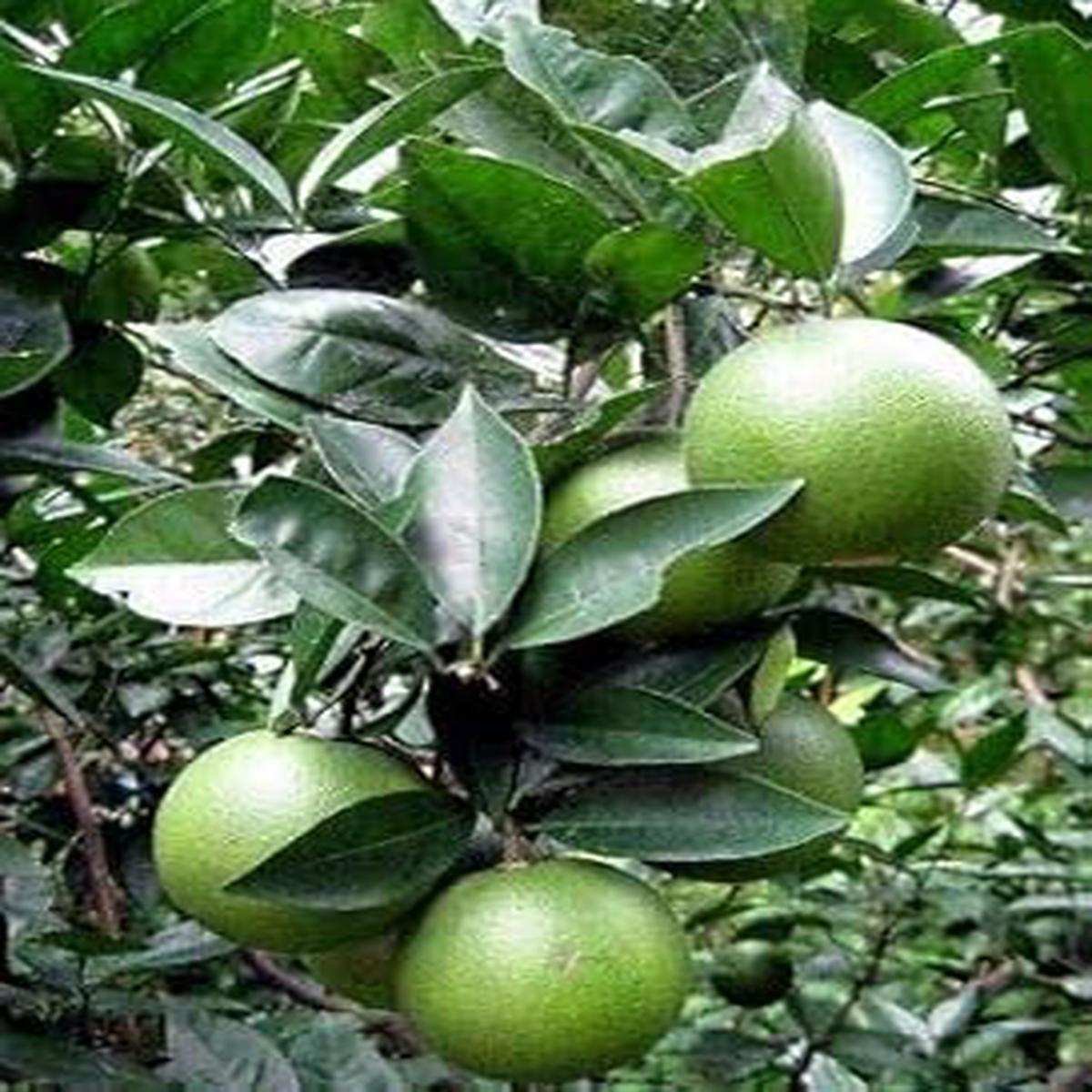 Fresh Orange Fruit Seeds for Planting  Green Variety, Heirloom, Non-GMO, High Germination Organic Garden Seeds