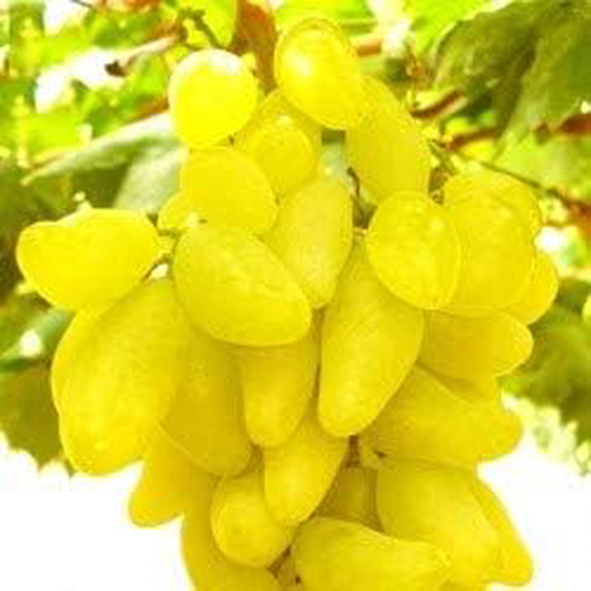 Fresh Yellow Grape Fruit Seeds for Planting  Heirloom, Non-GMO, High Germination Organic Garden Seeds for Home Garden
