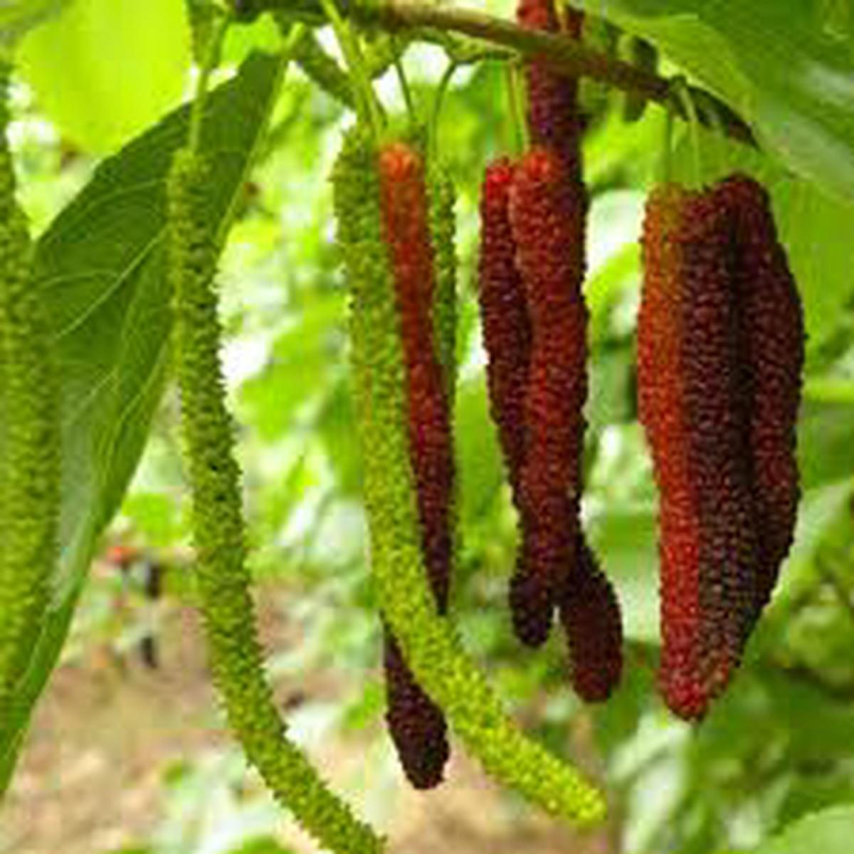 Futuba Long Mulberry Fruit Seeds for Planting Heirloom, Non-GMO, High Germination Organic Garden Seeds for Prolific, Sweet Berry Trees