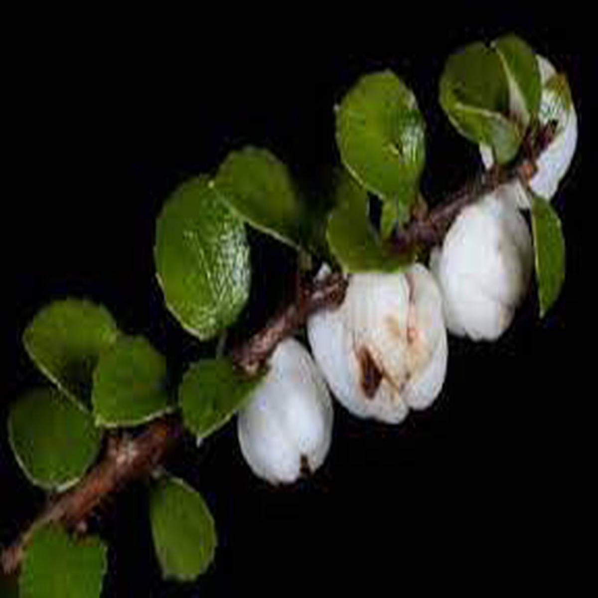 Gaultheria antipoda (Snowberry) Fruit Seeds Hardy New Zealand Berries for Ornamental & Edible Gardens, Non-GMO