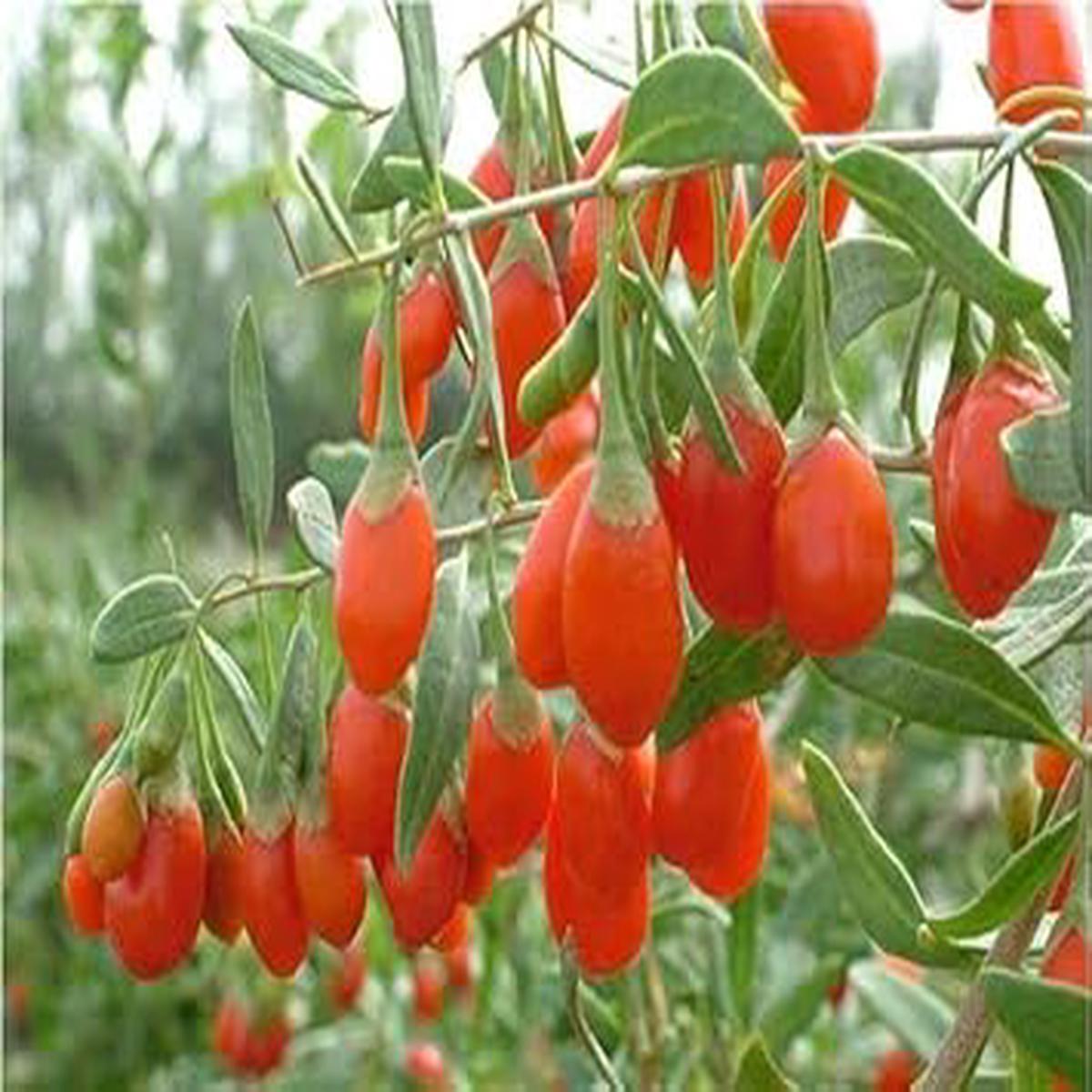 Goji Wolfberry Fruit Seeds for Planting | Heirloom Non-GMO Organic Seeds for Nutritious Superfood Garden Fruits