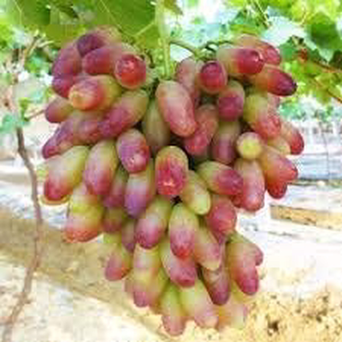 Grape Fruit Seeds for Planting Red & Green Variety, Sweet Juicy Fruits, Heirloom, High Germination, Non-GMO Organic Seeds