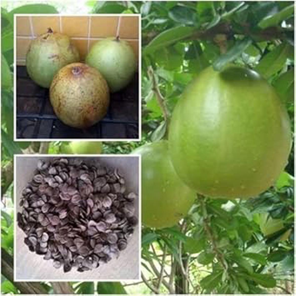 Green Crescentia Cujete Fruit Seeds for Planting | Heirloom Non-GMO Organic Seeds for Exotic Tropical Trees
