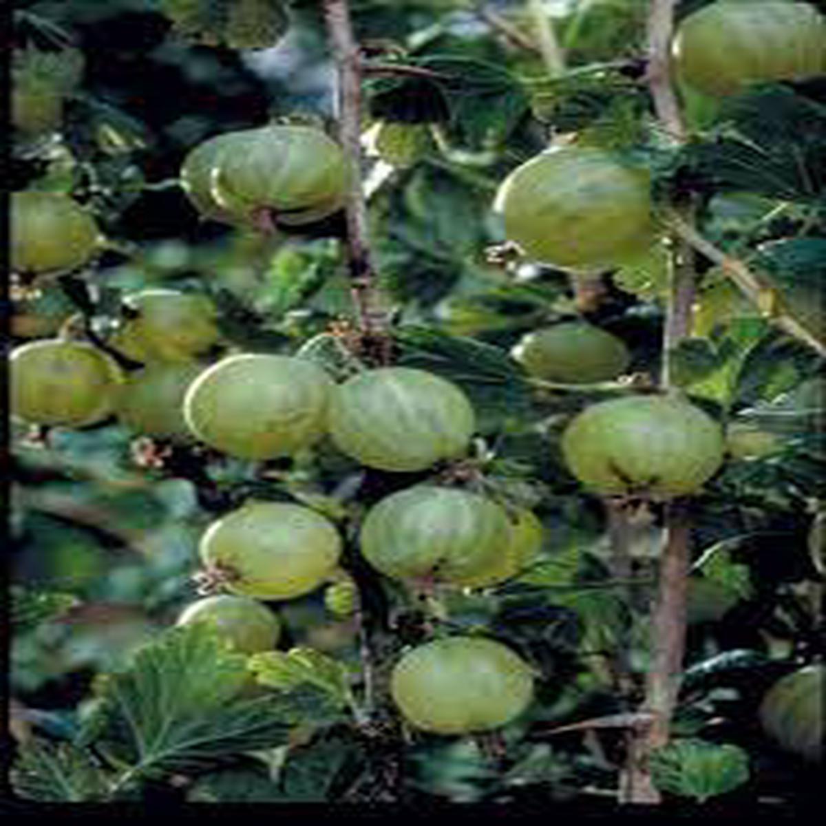 Greenfinch Gooseberry Fruit Seeds for Planting  Tart, Tangy & Vitamin C Rich, Heirloom Non-GMO Seeds