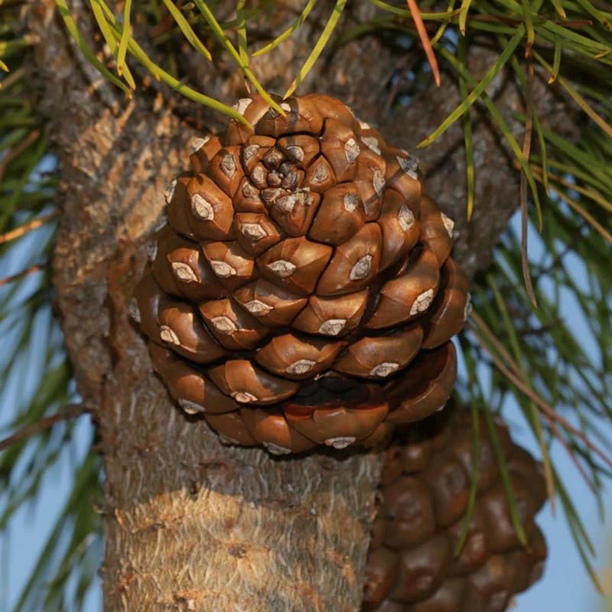 Italian Pine Nut Tree Seeds for Planting  Heirloom, Non-GMO, High Germination Organic Seeds for Nut-Bearing Trees