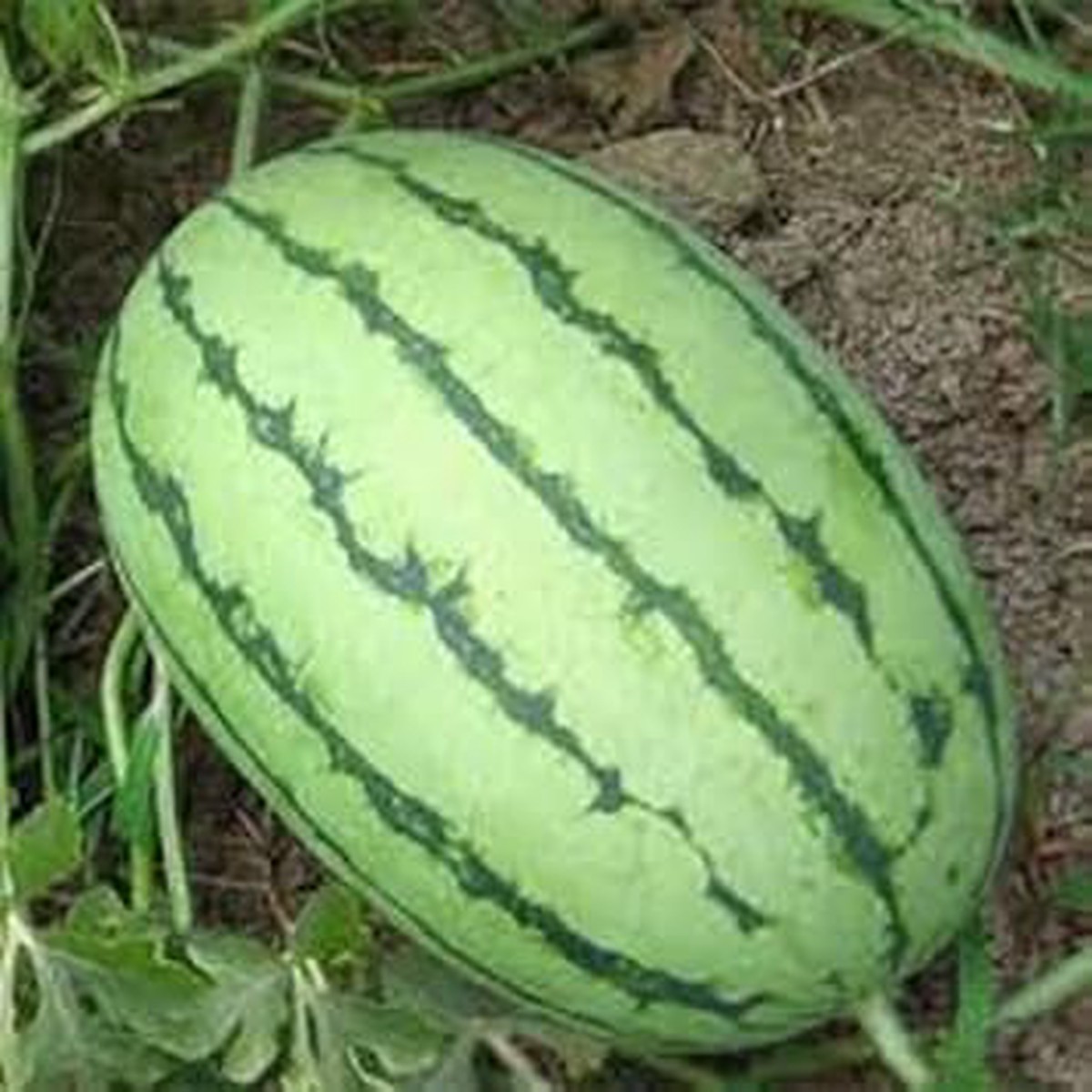 Light Green Watermelon Fruit Seeds for Planting Refreshing Summer Melons, Heirloom & Non-GMO, High Germination Seeds