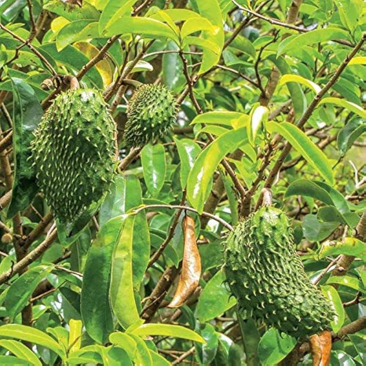 LushGreen Rare Annona Muricata Graviola Soursop Fruit Seeds for Planting  Heirloom Non-GMO Organic Garden Seedsa Muricata Graviola Soursop Fruit Seeds for Planting