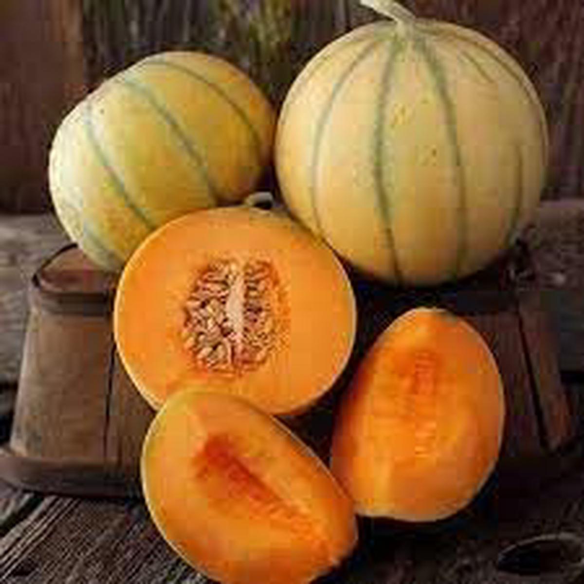 Melon Seeds  Grow Sweet & Refreshing Homegrown Melons