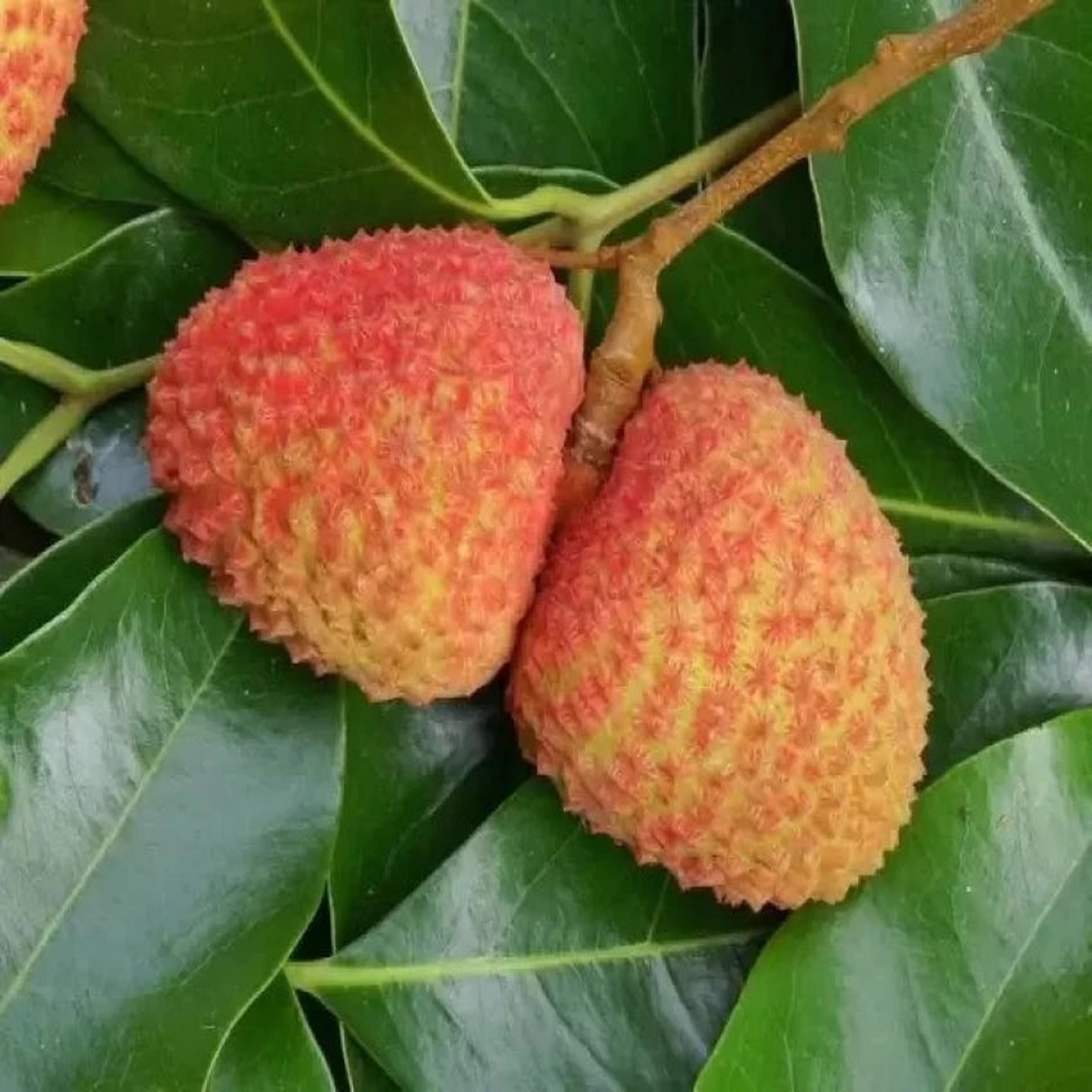 Orange Litchi Fruit Seeds  Sweet & Juicy Litchis, Heirloom & Non-GMO Seeds for Home Garden Planting