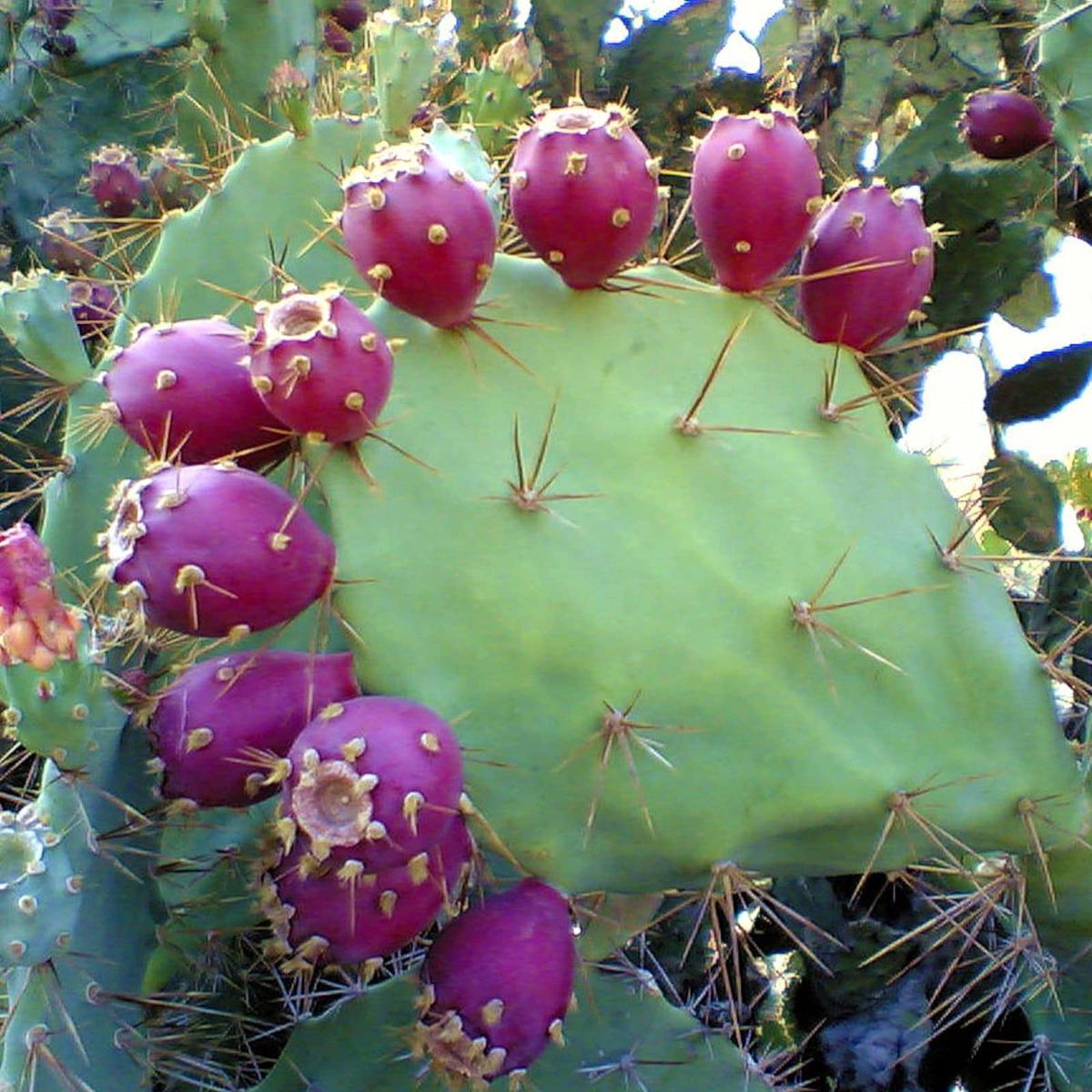 Pink Opuntia Engelmannii Plant Seeds for Planting Exotic, Hardy Cactus, Heirloom & Non-GMO Seeds for Home Garden