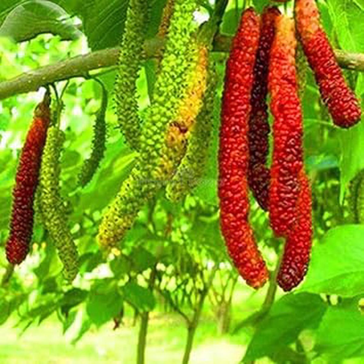 Rare Aegle Marmelos Seeds Heirloom, Non-GMO, High Germination Organic Garden Seeds for Planting Sacred Medicinal Fruit Trees