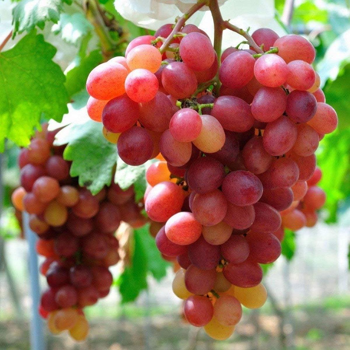 Red Grape Fruit Seeds for Planting Grow Fresh Grapes & Your Own Vineyard, Heirloom & Non-GMO Seeds