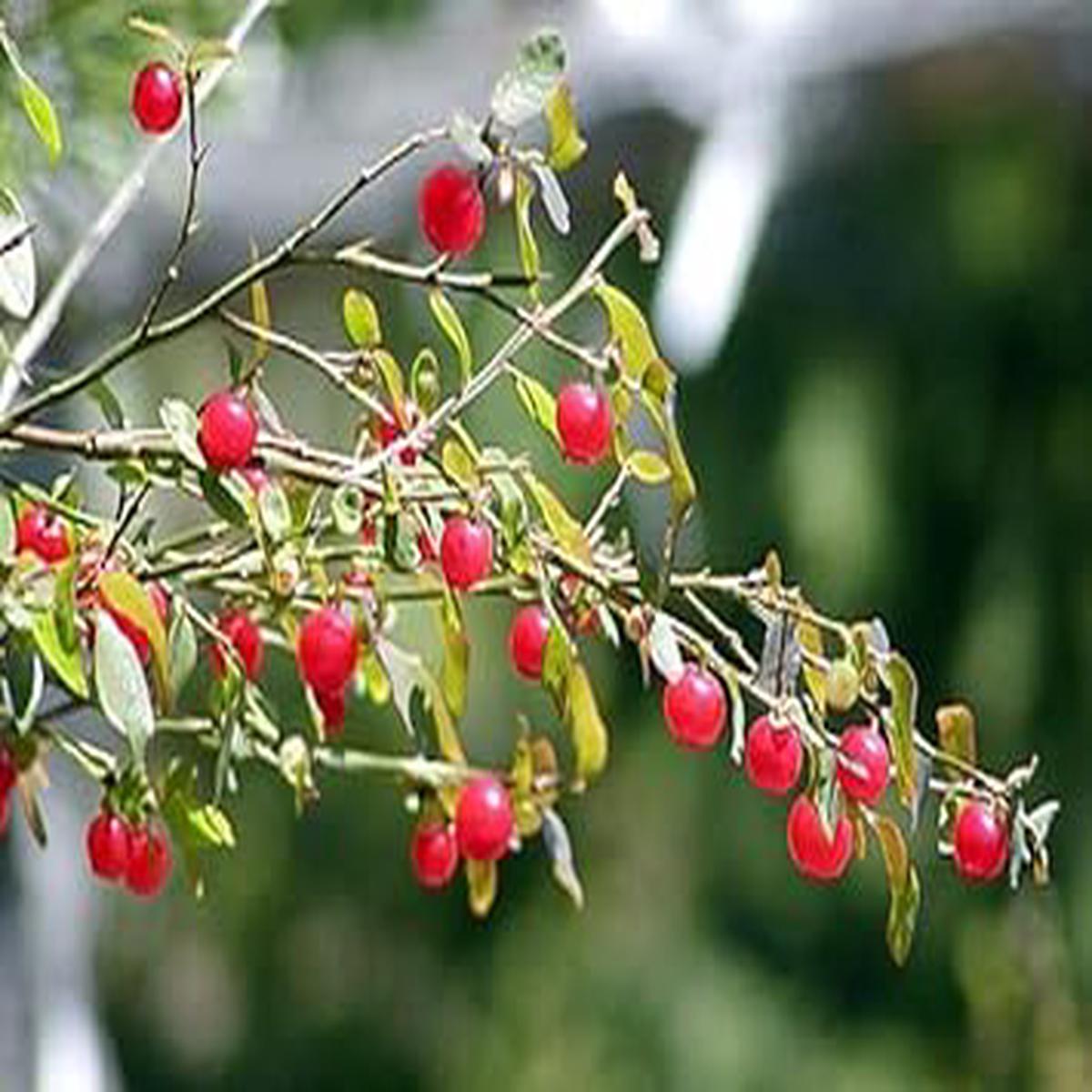 Red Huckleberry Fruit Seeds for Planting  Sweet, Wild Berries, Heirloom & Non-GMO, High Germination
