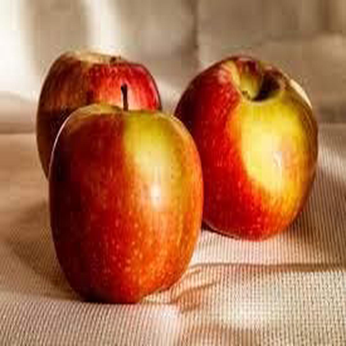 Red Yellow Apple Fruit Seeds for Planting Grow Heirloom, Crisp Apples, Heirloom & Non-GMO Seeds