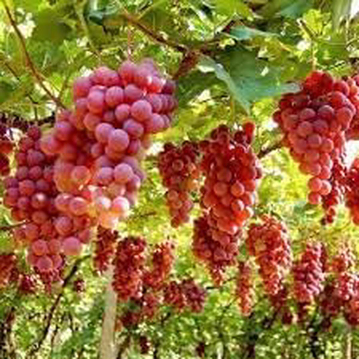 Roman Grapes Fruit Seeds for Planting Sweet, Unique Grape Varieties, Heirloom & Non-GMO Seeds