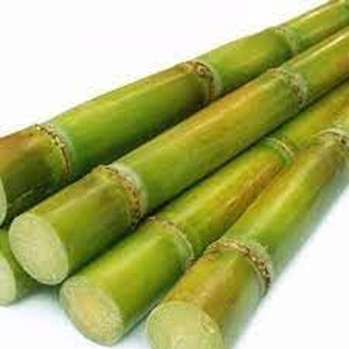 Sugarcane Fruit Seeds for Planting Grow Sweet Sugarcane, Heirloom & Non-GMO Seeds for Your Garden