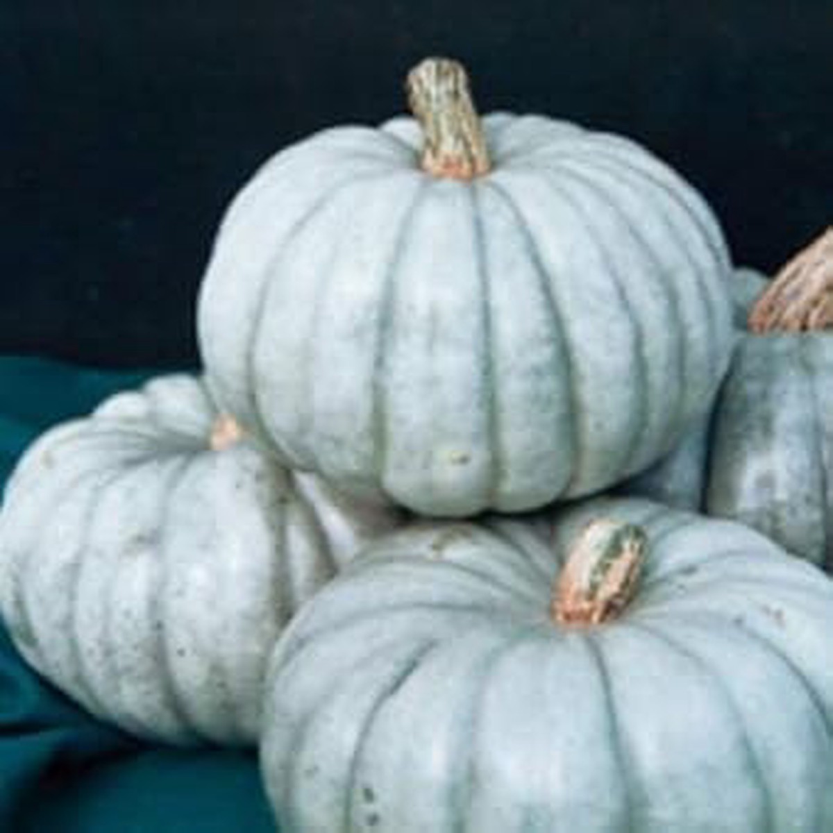 White JARRAHDALE Pumpkin Seeds for Planting | Heirloom Non-GMO Organic Garden Seeds for Sweet Pumpkins