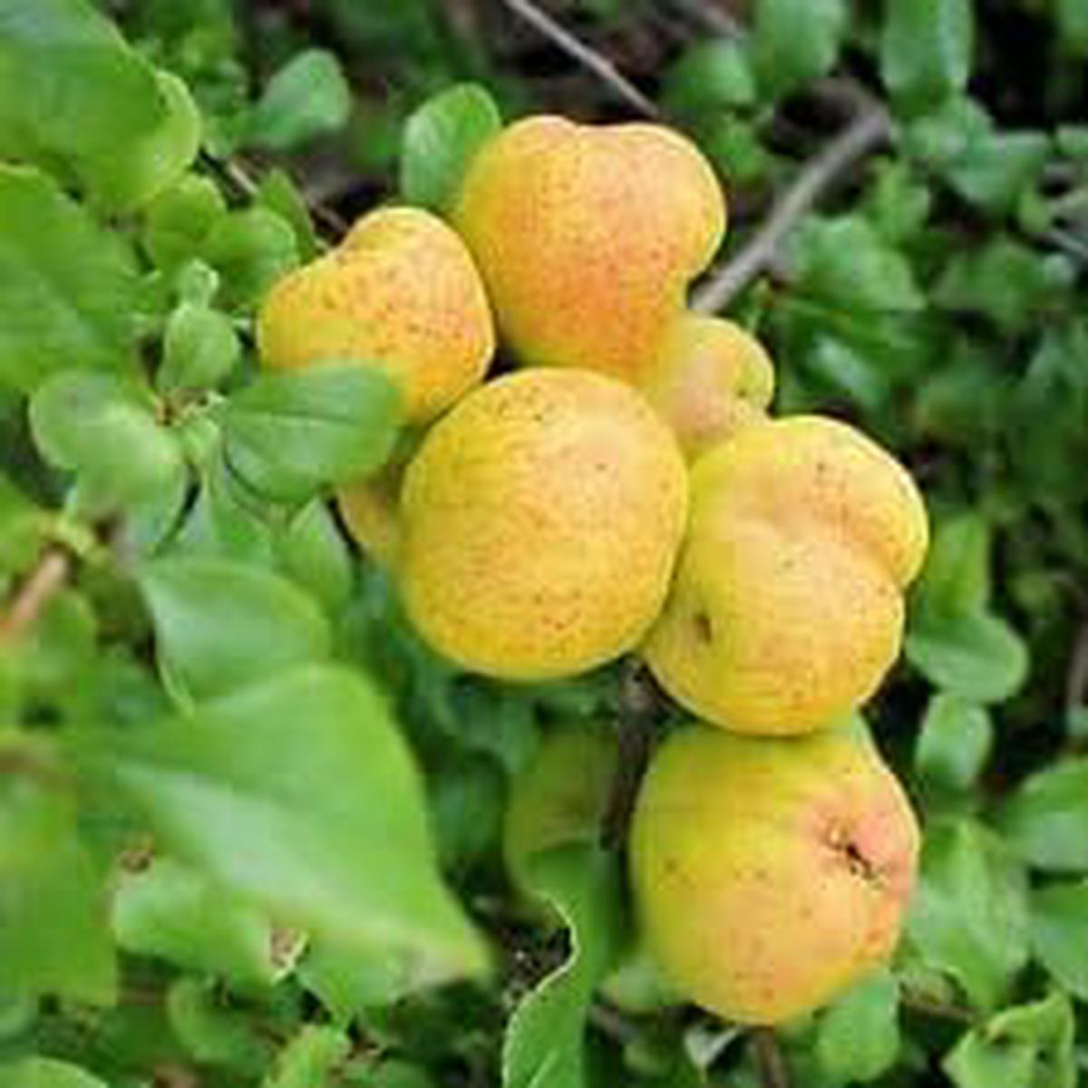 Yellow Cydonia Pome Fruit Seeds  Grow Aromatic, Fragrant Quinces at Home, Heirloom & Non-GMO Seeds
