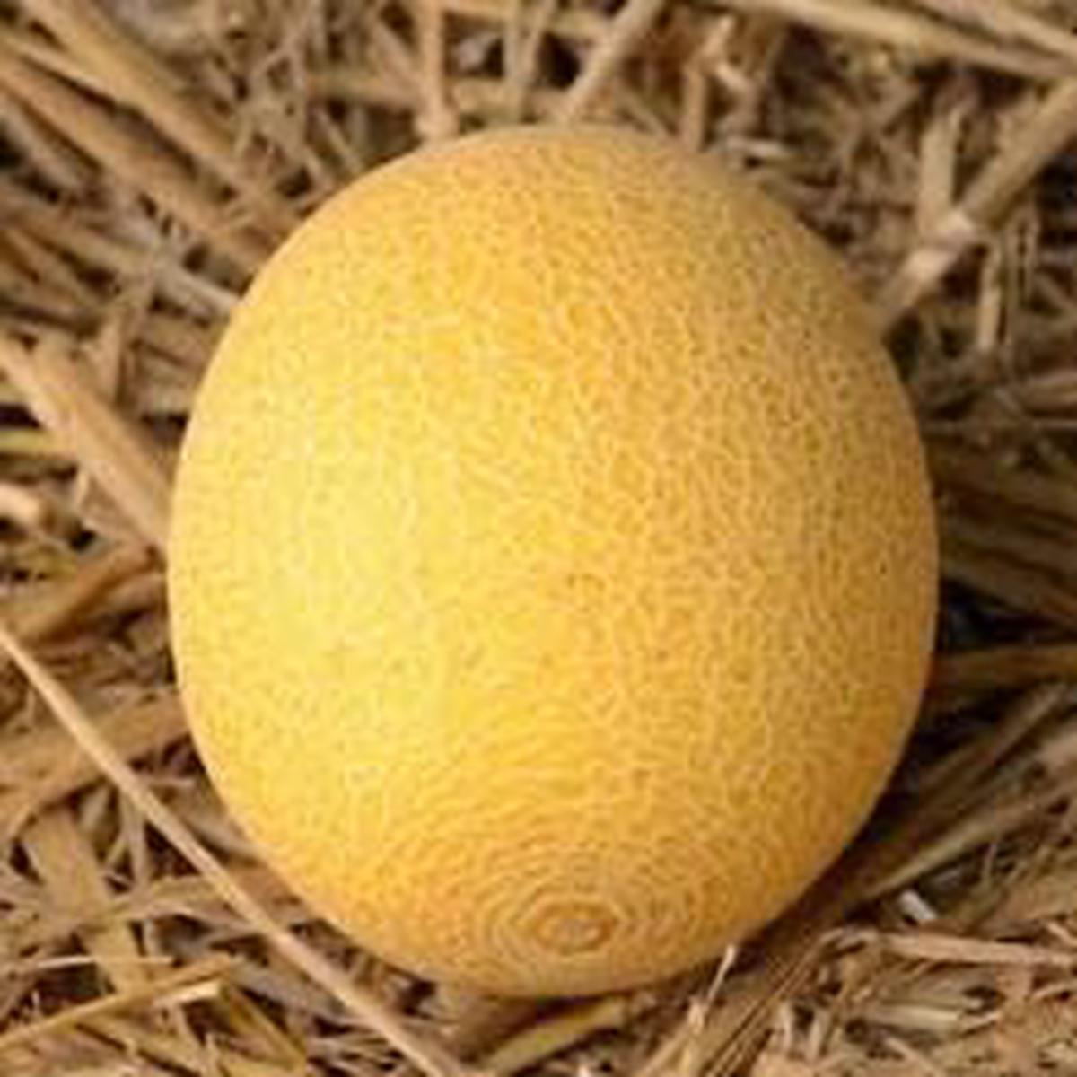 Yellow Galia Melon Seeds for Planting  Sweet, Tropical Melons with Vibrant Color, Heirloom & Non-GMO Seeds