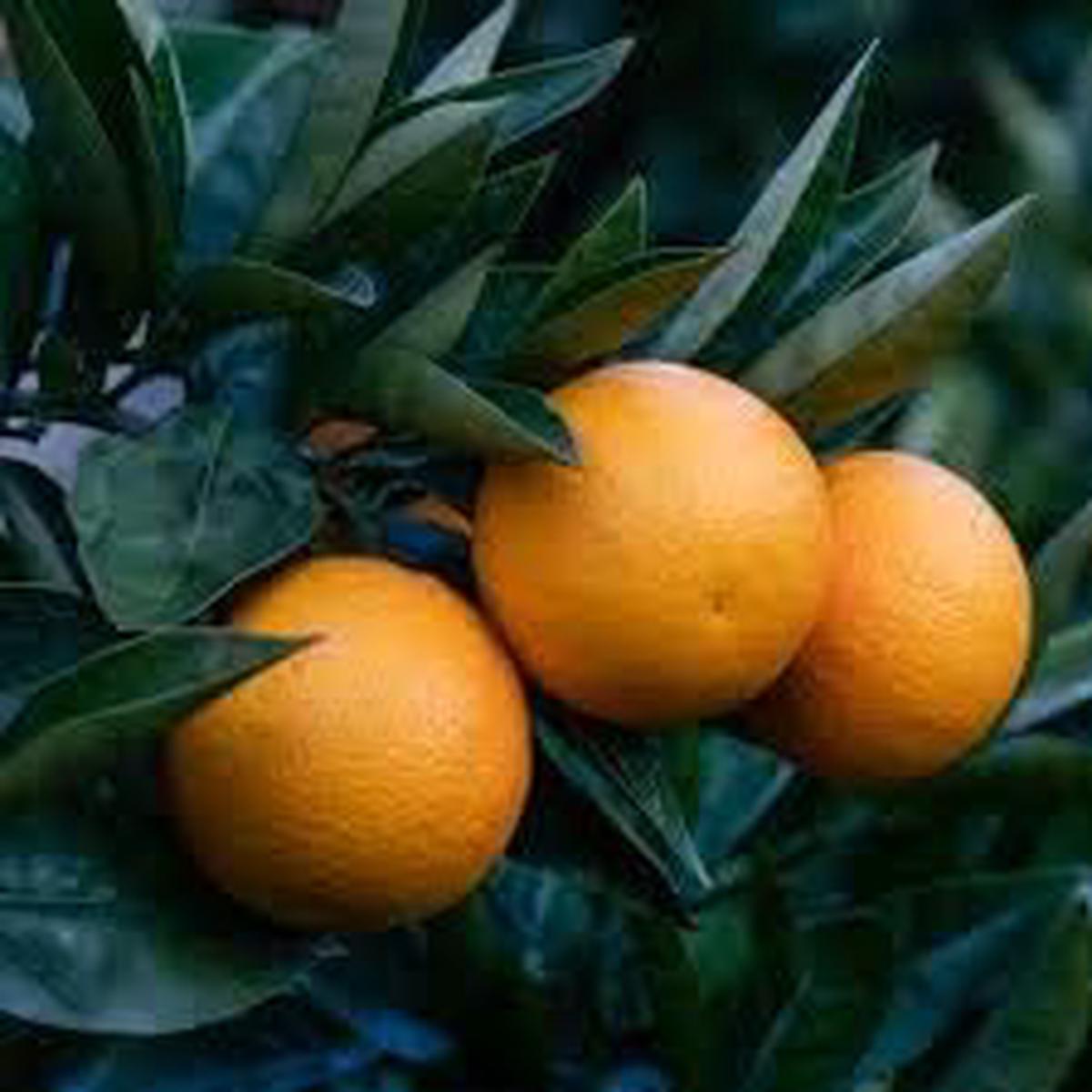 Yellow Kumquat Orange Fruit Seeds for Planting Heirloom, Non-GMO, High Germination Organic Garden Seeds for Home Garden