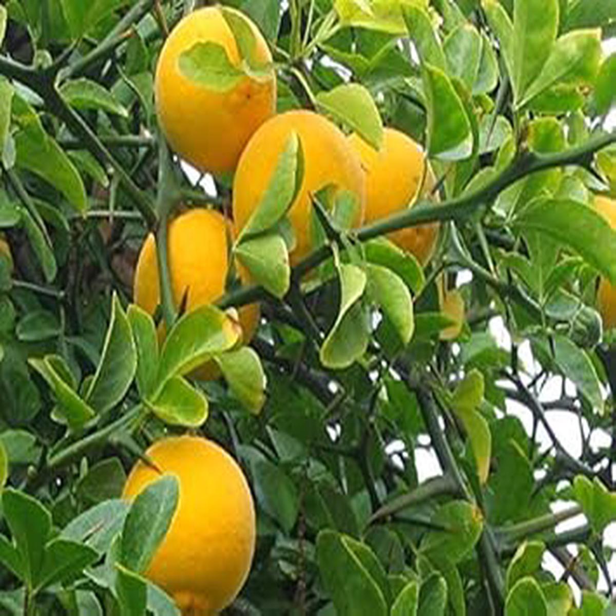 Yellow-Orange Fruit Seeds for Planting Sweet, Colorful Fruits for Home Harvests, Heirloom & Non-GMO Seeds