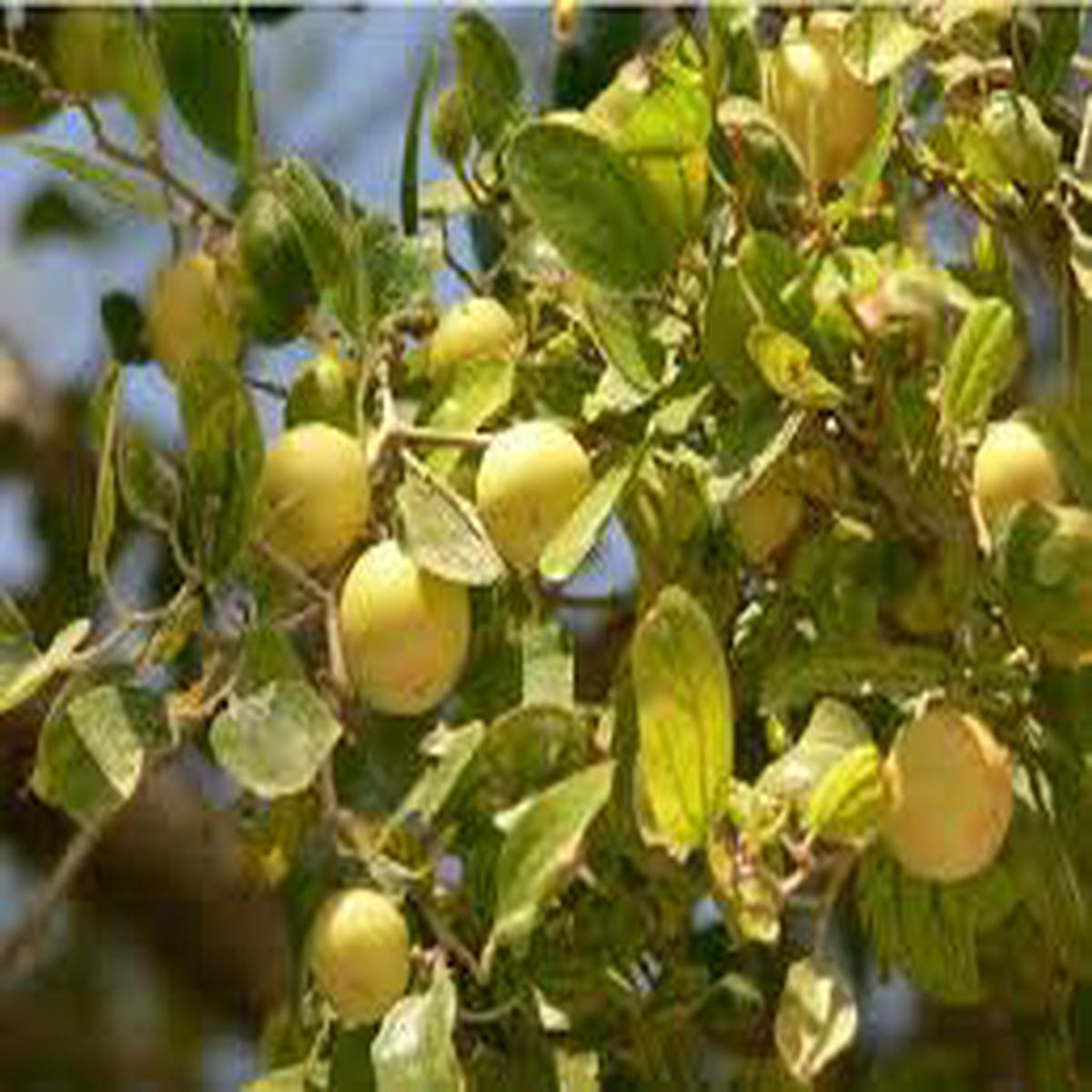 Ziziphus spina-christi (Christs Thorn Jujube) Fruit Seeds for Planting Heirloom Non-GMO Organic Garden Seeds