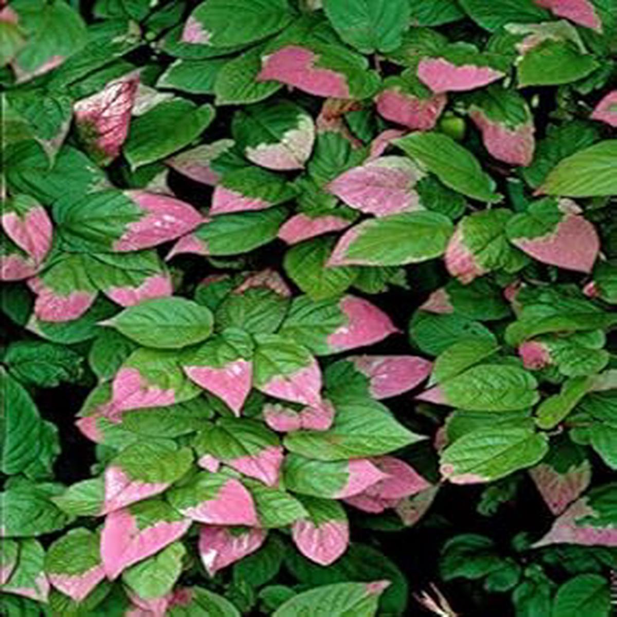 Actinidia Kolomikta Seeds Hardy & Sweet Kiwi Fruit Trees