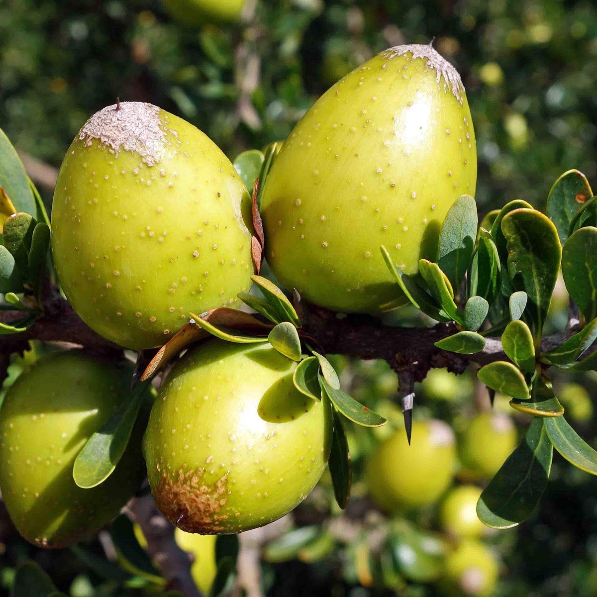 Argania Fruit Seeds Grow Resilient & Nutritious Fruit Trees