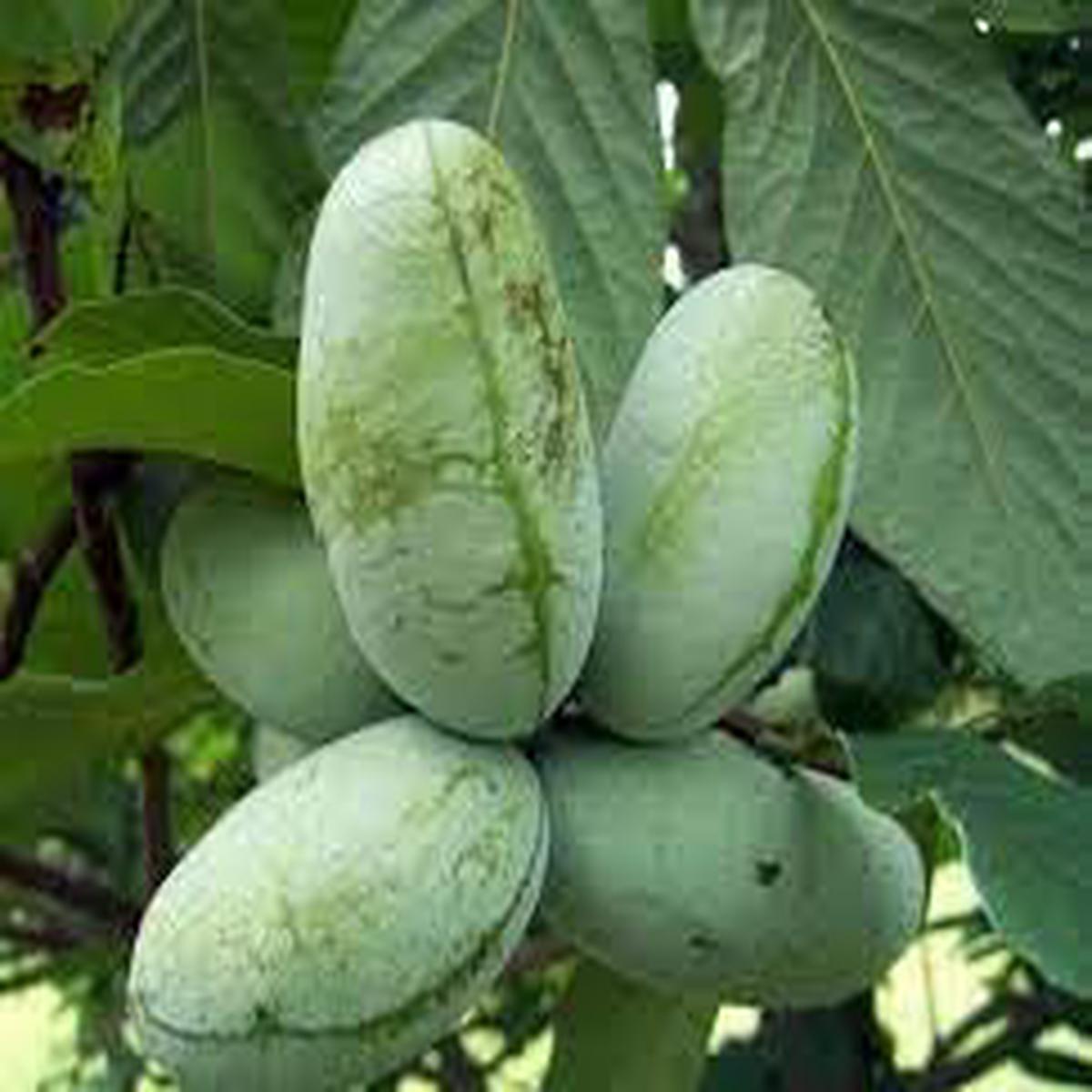Asimina Fruit Seeds for Planting | Heirloom Non-GMO Organic Garden Seeds for Rare, Nutritious Fruits