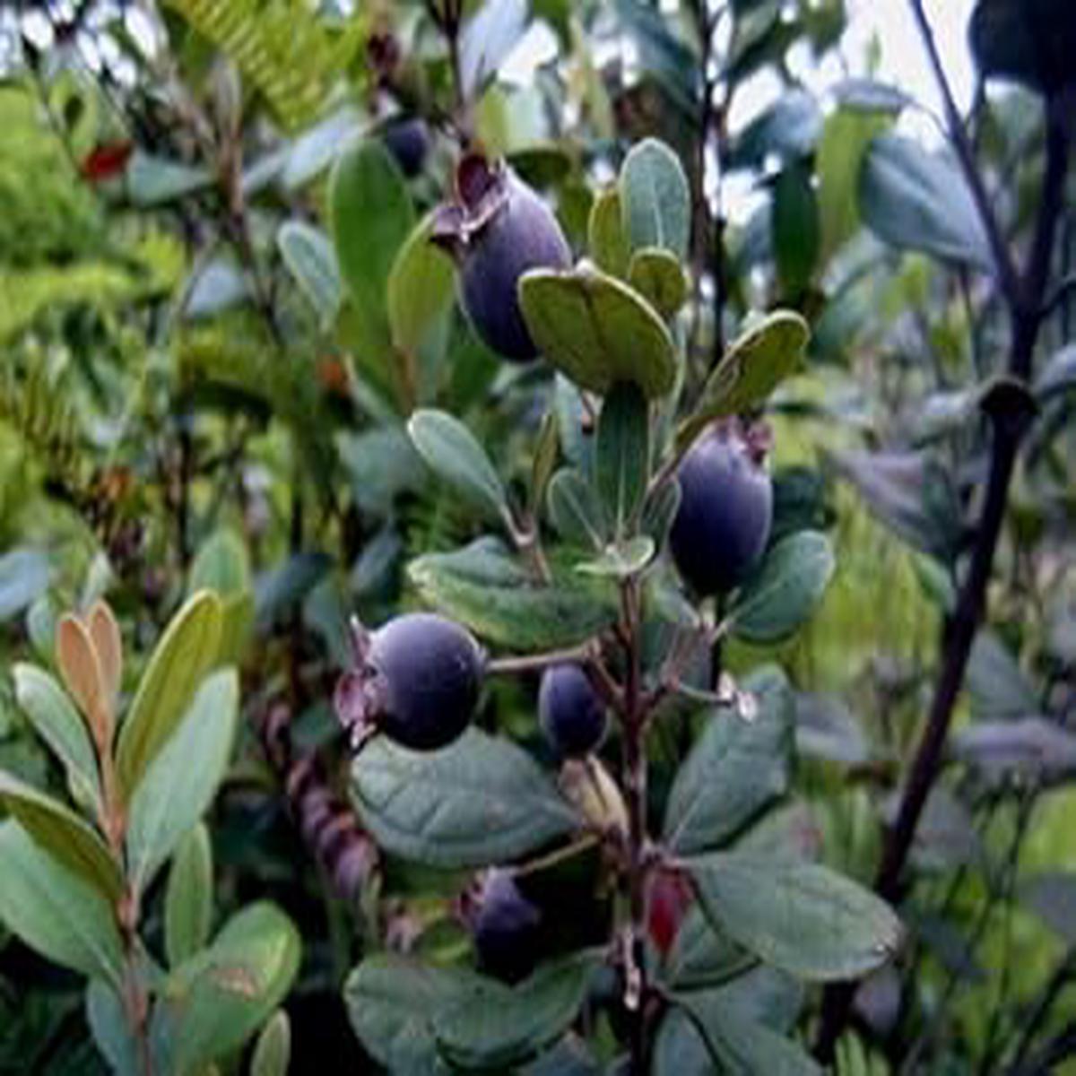 Black Myrtle Fruit Seeds 15pcs Grow Tart and Sweet Myrtle Fruits in Your Garden, Heirloom & Non-GMO Seeds