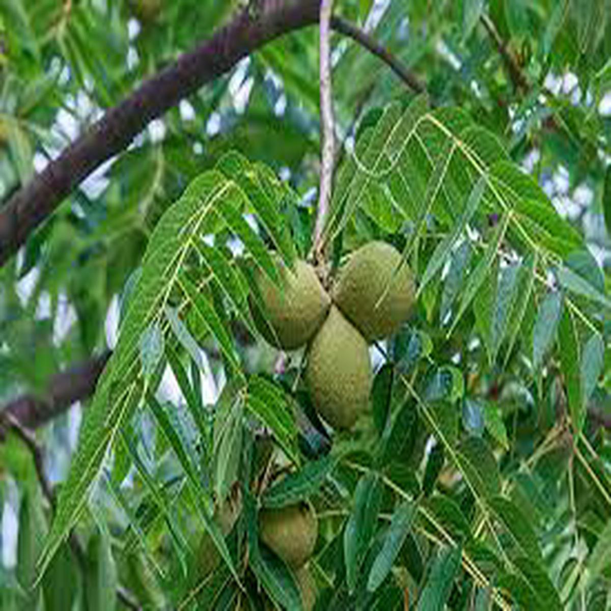 Black Walnut Plant Seeds for Planting  Nut Lovers Gardens, Heirloom & Non-GMO Seeds for Home Garden