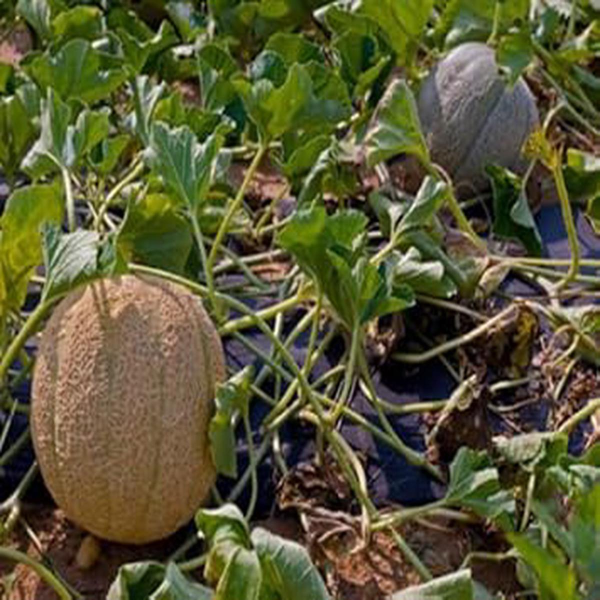 Brown Muskmelon Fruit Seeds for Planting Sweet, Aromatic Melons, Heirloom & Non-GMO, High Germination Seeds