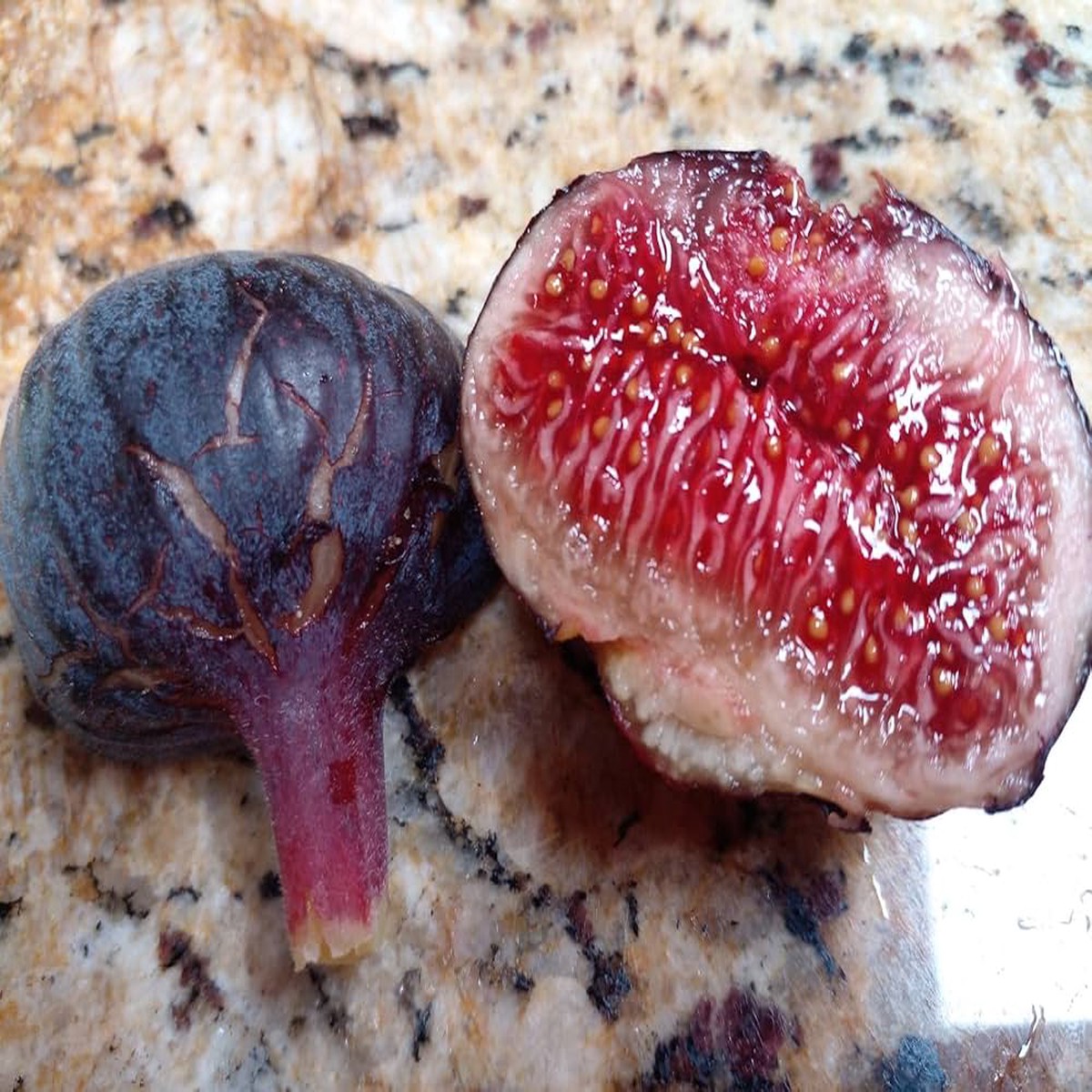 Cherry Cordial Fig Seeds for Planting Heirloom, Non-GMO, High Germination Organic Garden Seeds for Sweet Figs