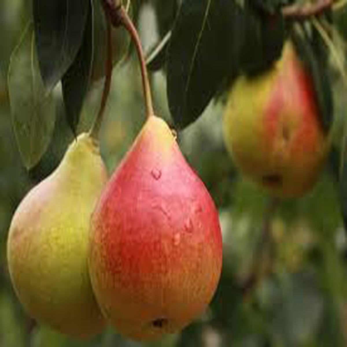 Comice Pear Fruit Seeds  Heirloom & Non-GMO Seeds for Sweet, Juicy Green Pears in Your Home Garden