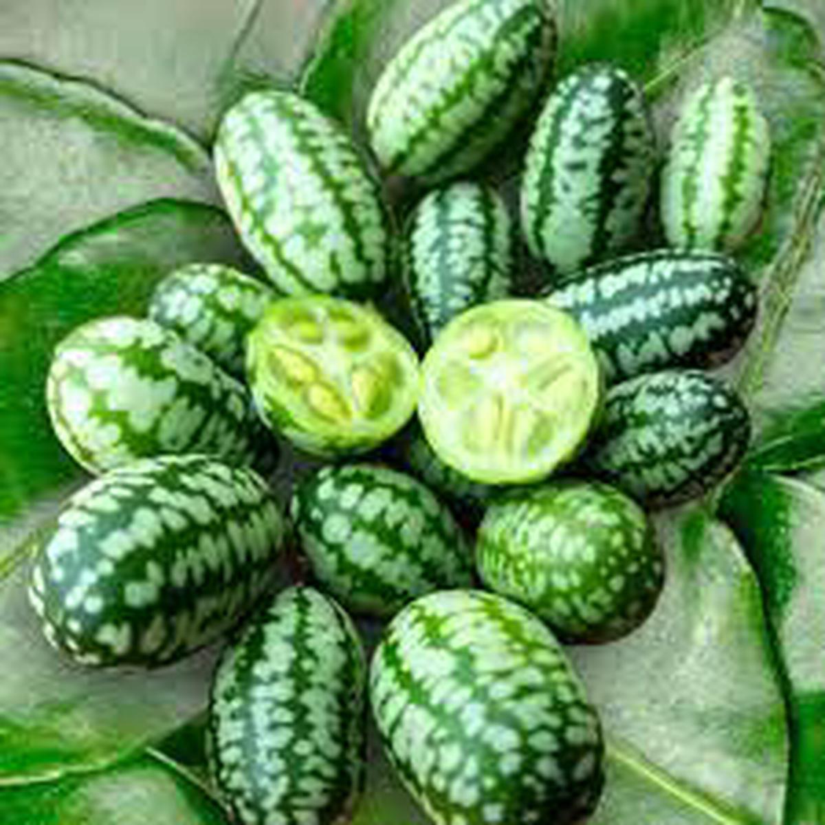 Cucamelon Fruit Seeds for Planting  Tiny Watermelon Look-Alikes, Heirloom & Non-GMO Seeds for Your Garden