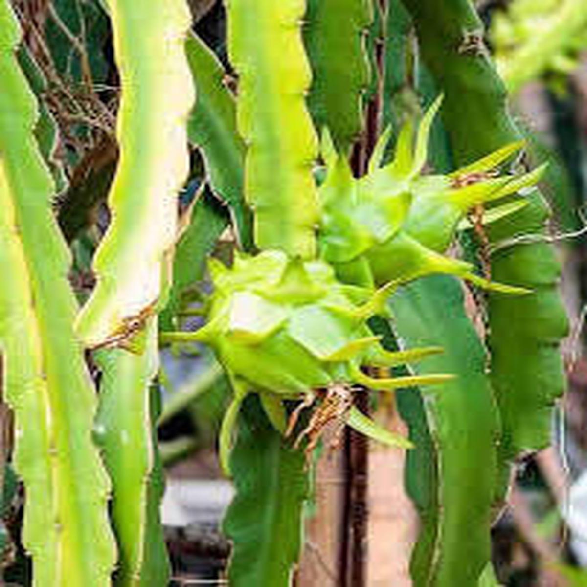 Fresh Passion Fruit Seeds for Planting - Red Variety, Heirloom, Non-GMO, High Germination, Organic Garden Seeds