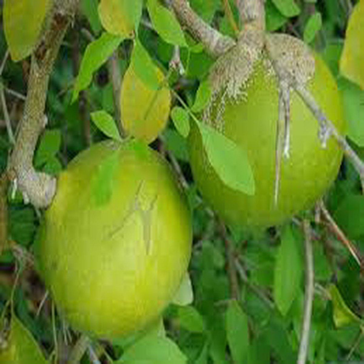 Green Bel/Bilva Patra/Bael Fruit Seeds for Planting  Heirloom, Non-GMO, High Germination Organic Garden Seeds