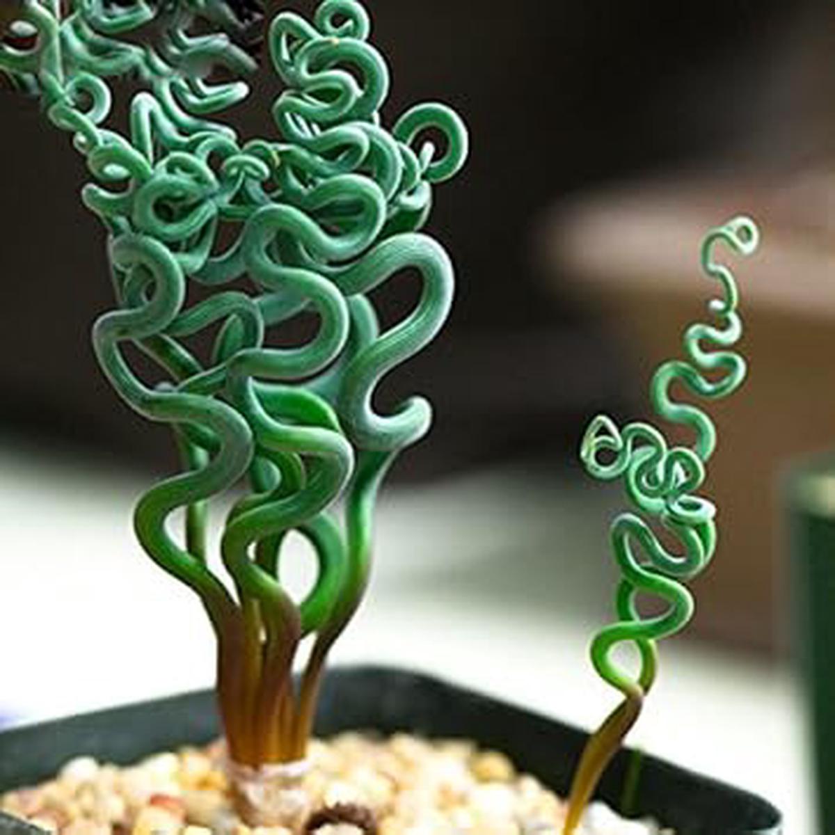 Green Trachyandra Plant Seeds for Planting Heirloom Non-GMO High Germination Organic Garden Seeds