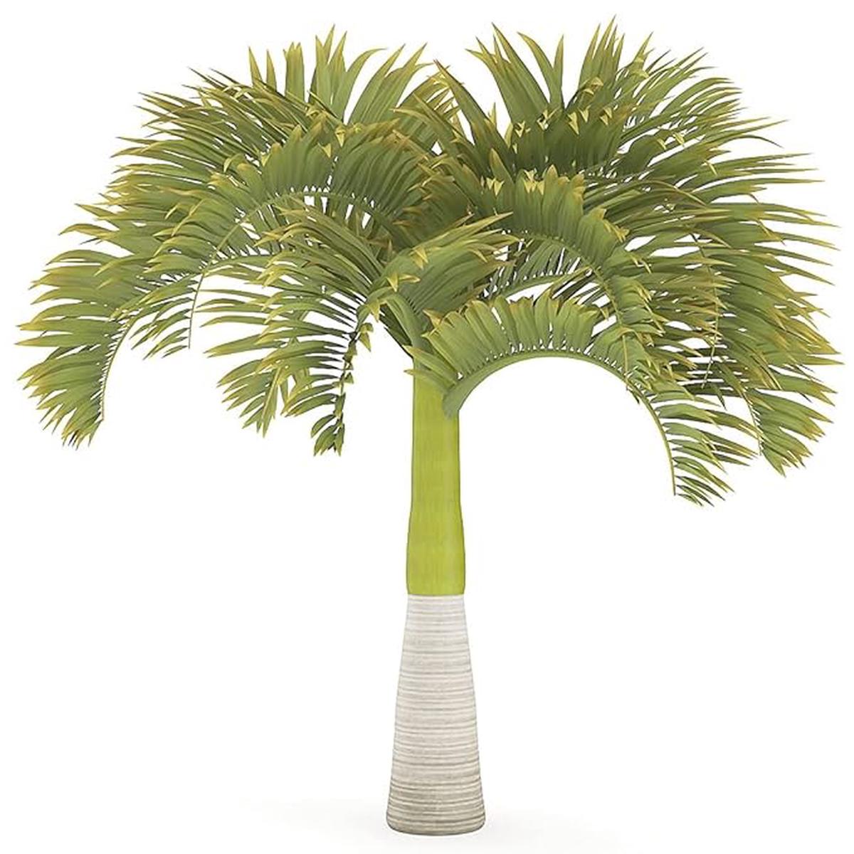 Green World Christmas Palm Seeds  Adonidia merrillii Manila Palm Ornamental Tree, Heirloom Seeds