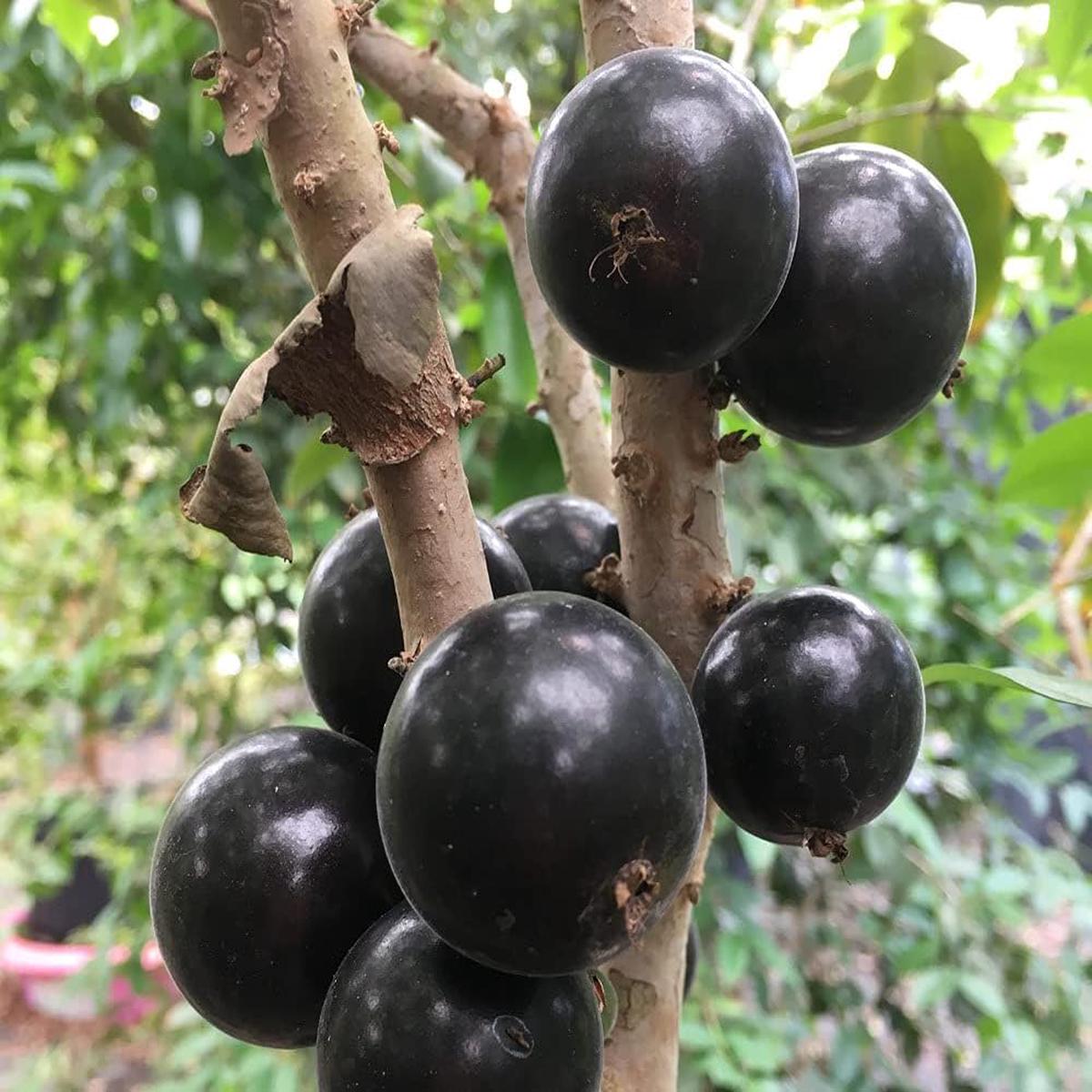 Jaboticaba (Myrciaria Cauliflora) Fruit Seeds for Planting Exotic, Heirloom & Non-GMO, Unique Garden Fruits
