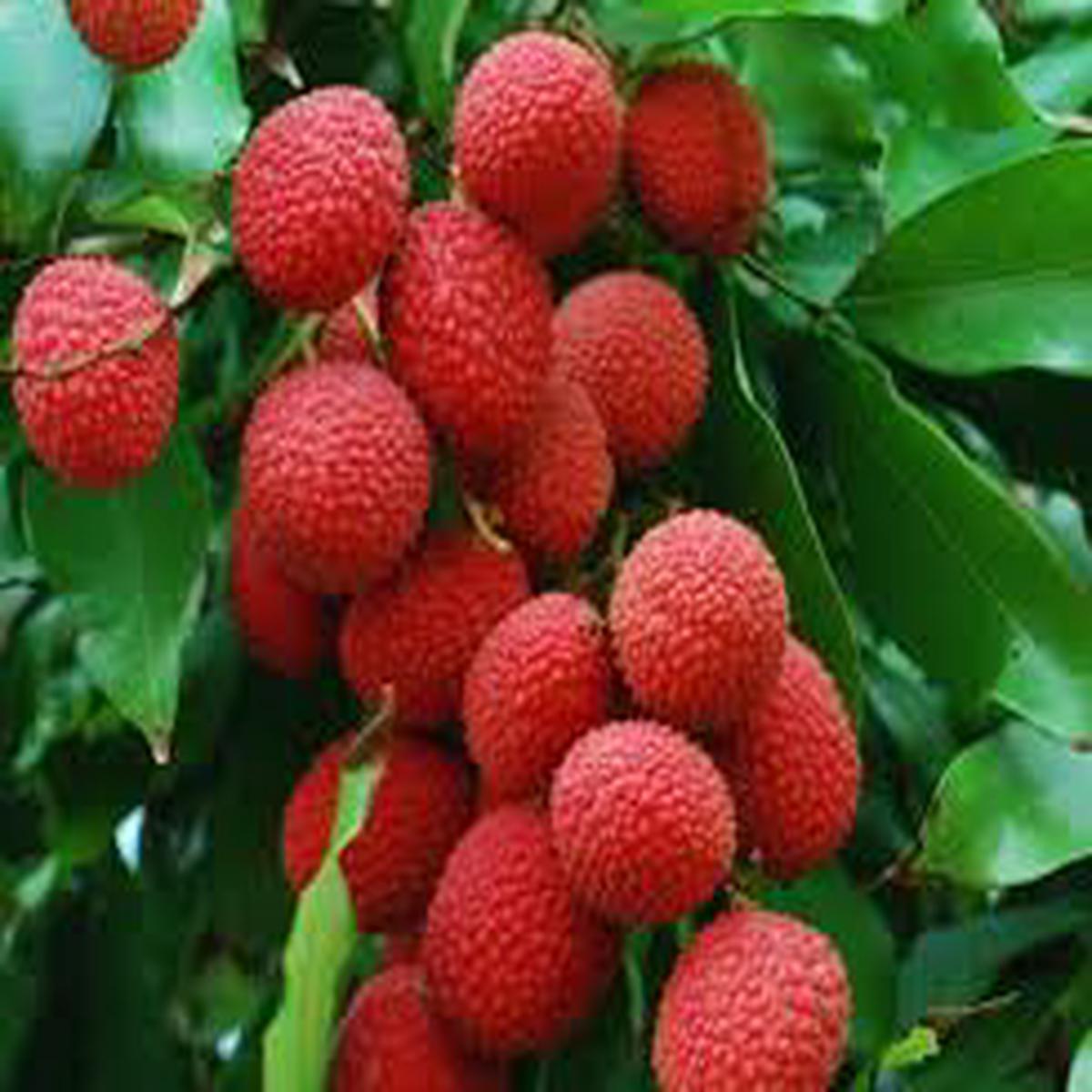 Kaimana Lychee Fruit Seeds  Heirloom & Non-GMO Seeds for Sweet, Tropical Lychees in Your Backyard Orchard