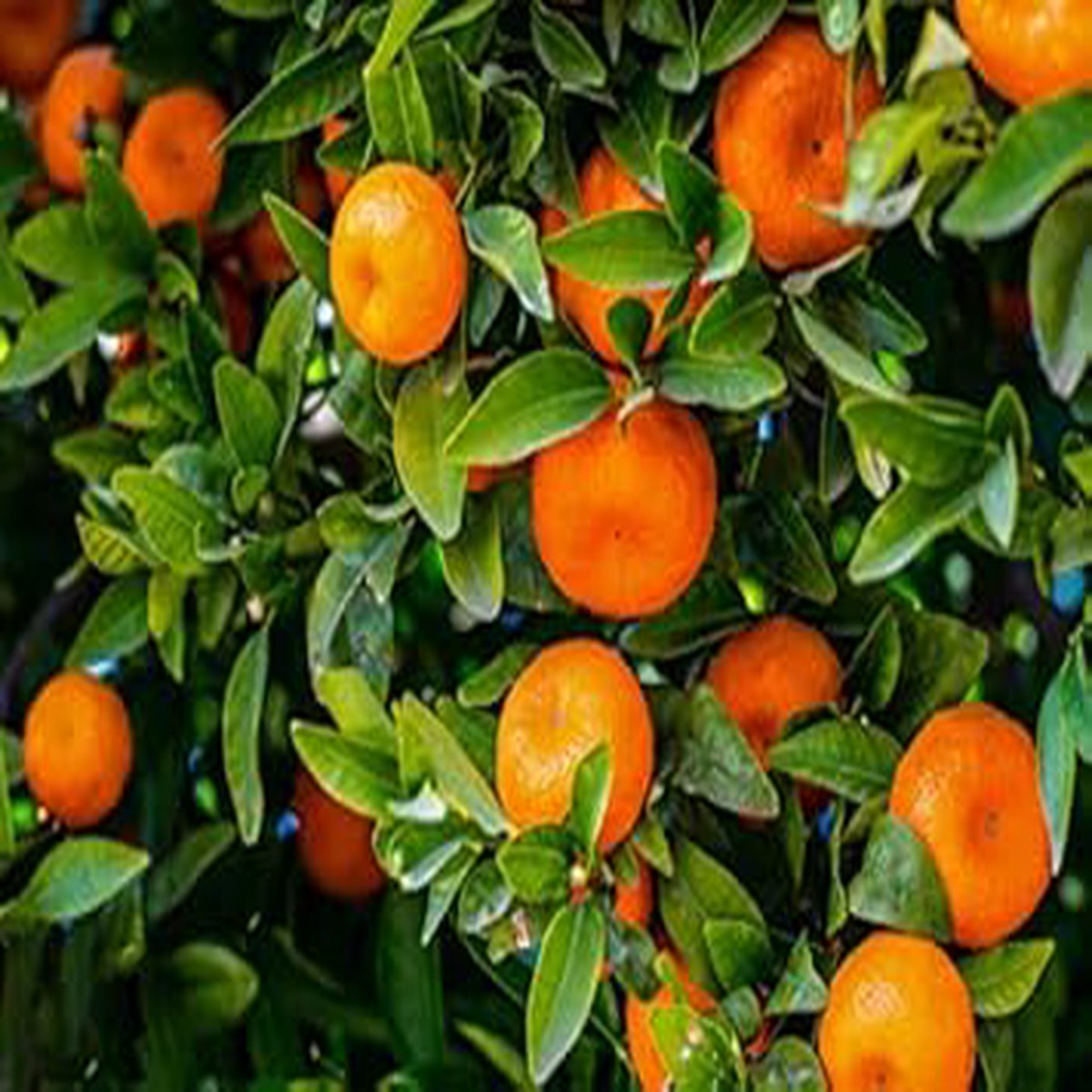 Orange Mandarin Fruit Seeds for Planting Tangy & Sweet Citrus Fruits, Heirloom & Non-GMO, High Germination Seeds