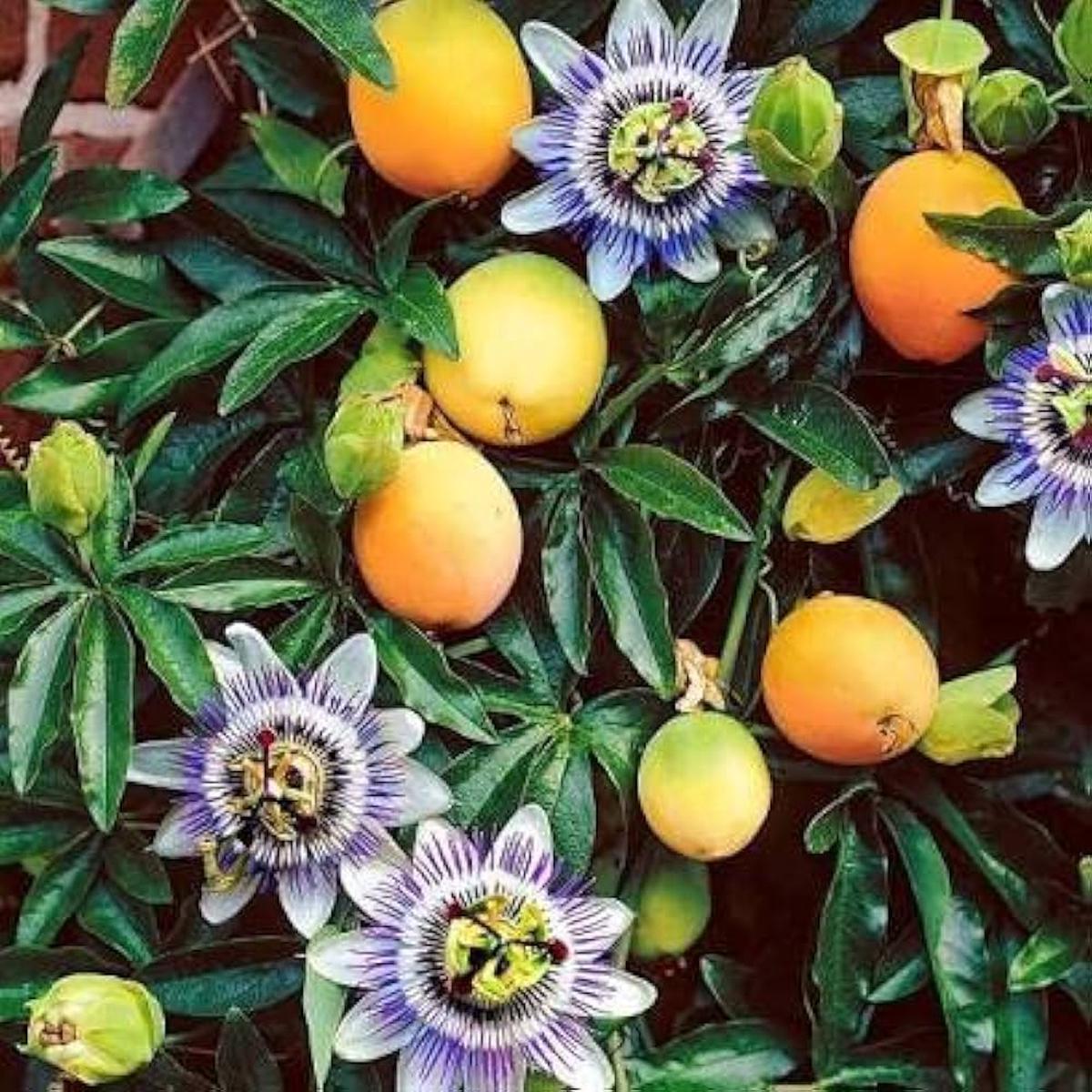 Passiflora edulis Passion Fruit Seeds for Planting Orange Variety, Sweet Tropical Fruits, Heirloom, High Germination, Non-GMO Seeds