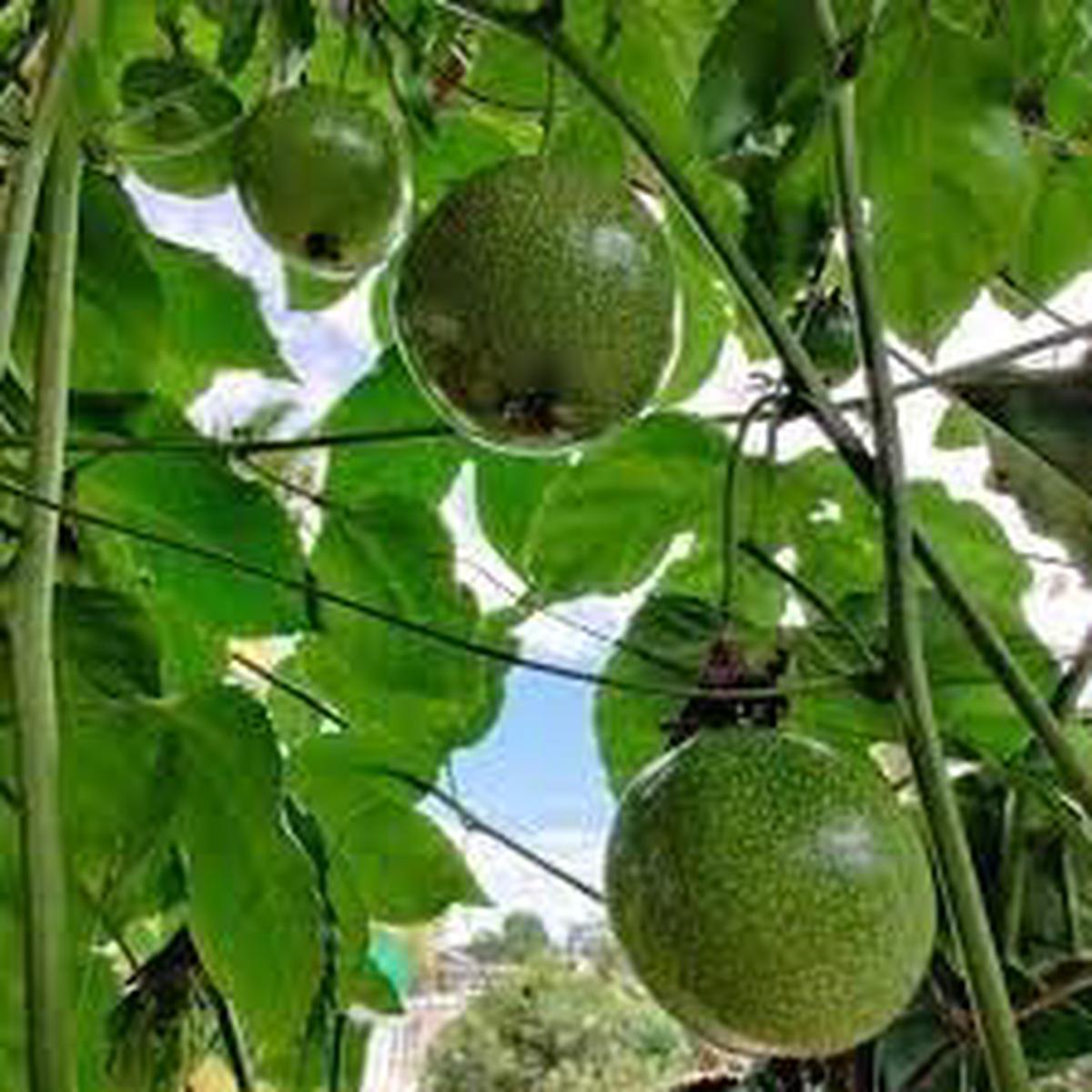 Passion Fruit Seeds Grow Tangy & Exotic Tropical Fruits