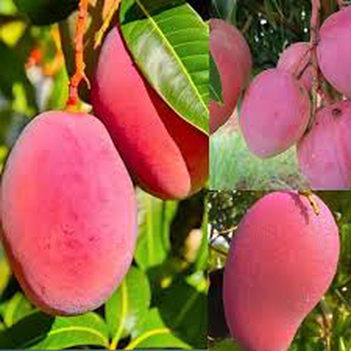 Pink Mango Fruit Seeds for Planting Juicy Tropical Mangoes, Heirloom & Non-GMO, High Germination Seeds