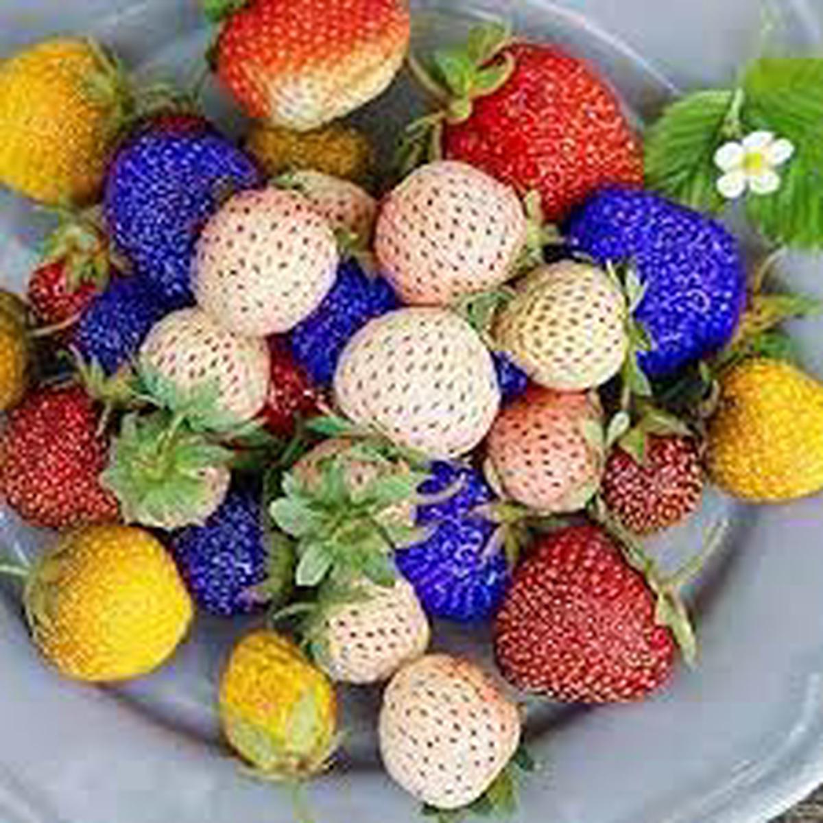 Rainbow Strawberry Fruit Seeds for Planting Heirloom Non-GMO High Germination Organic Garden Seeds